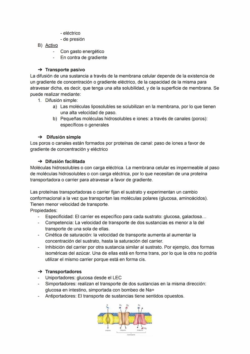 TEMA 2: TRANSPORTE A TRAVÉS DE LA MEMBRANA
→ Transporte a través de la membrana celular
Siempre existe un continuo intercambio de materiales
