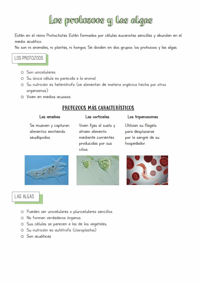 Muchos y muy diversos
La biodiversidad es la gran variedad de formas de vida que existe y ha existido.
¿QUÉ ES CLASIFICAR?
La clasificación 
