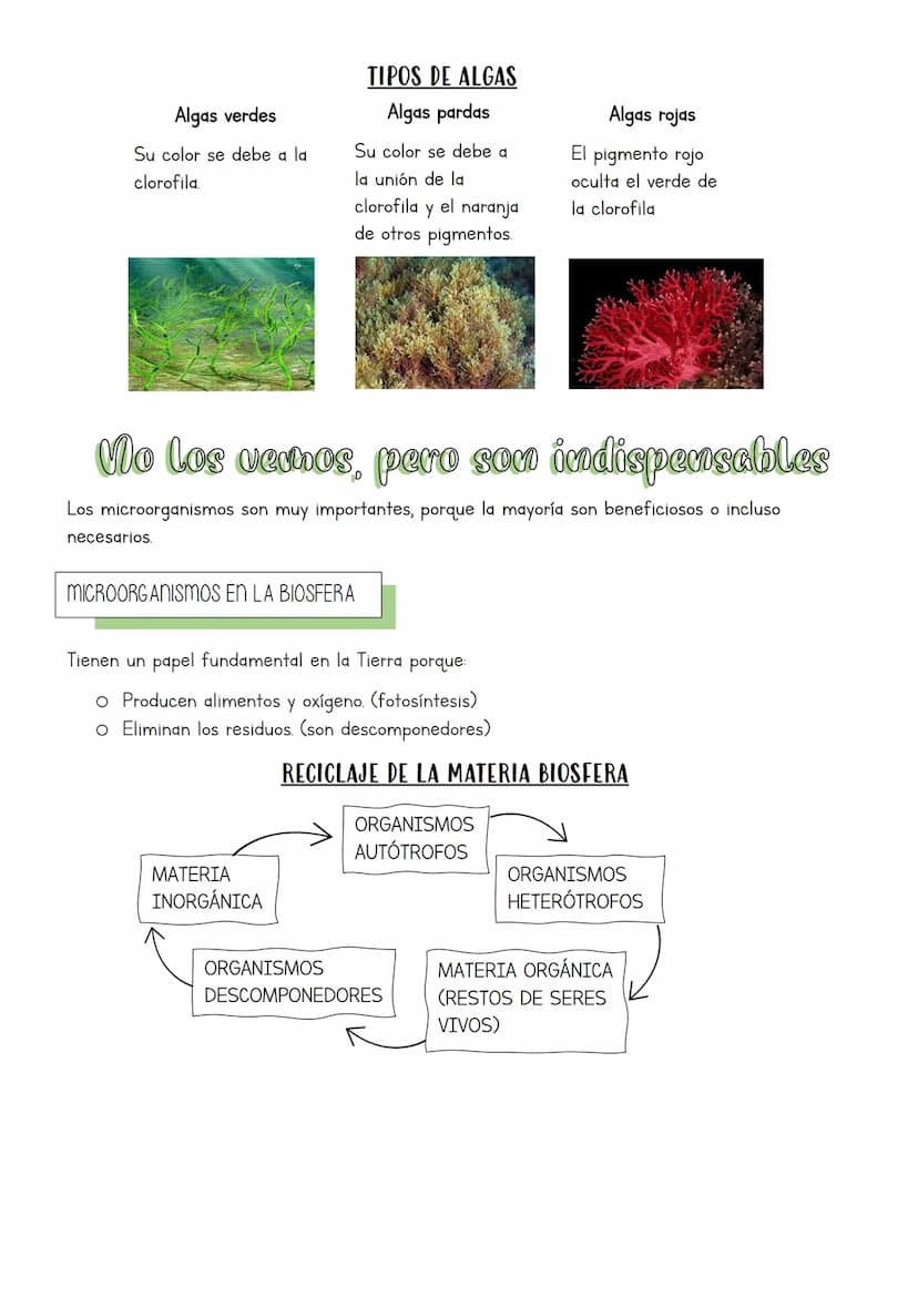 Muchos y muy diversos
La biodiversidad es la gran variedad de formas de vida que existe y ha existido.
¿QUÉ ES CLASIFICAR?
La clasificación 
