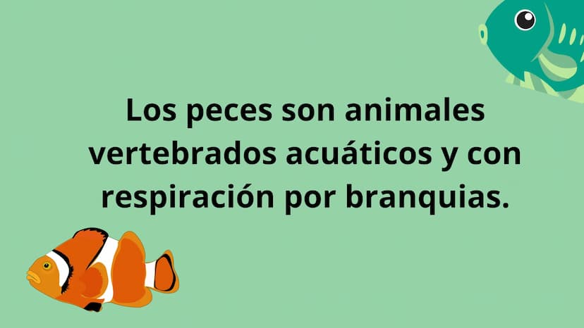 ANIMALES
VERTEBRADOS Los peces son animales
vertebrados acuáticos y con
respiración por branquias. En la mayoría de los peces este
sistema s