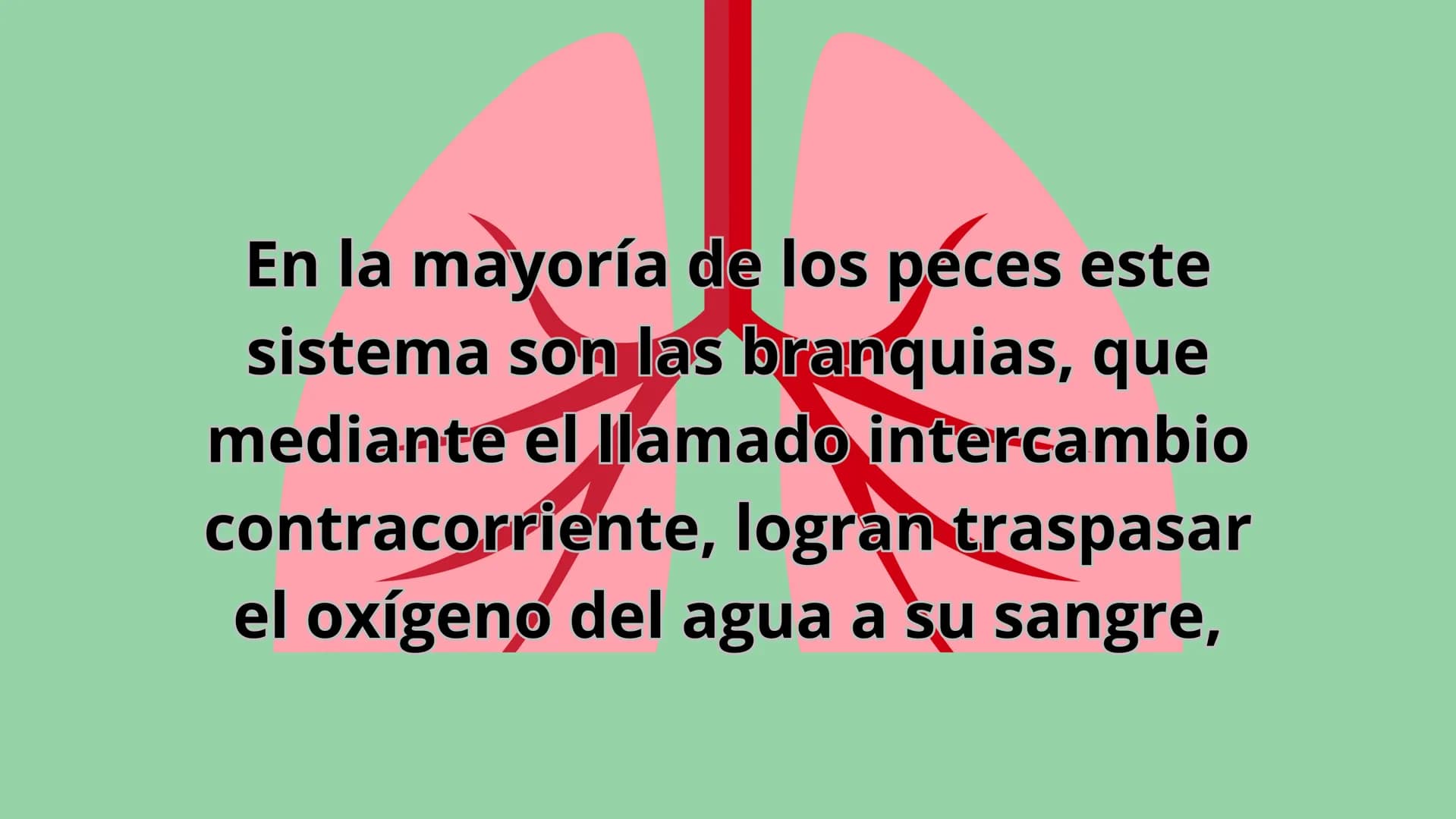 ANIMALES
VERTEBRADOS Los peces son animales
vertebrados acuáticos y con
respiración por branquias. En la mayoría de los peces este
sistema s