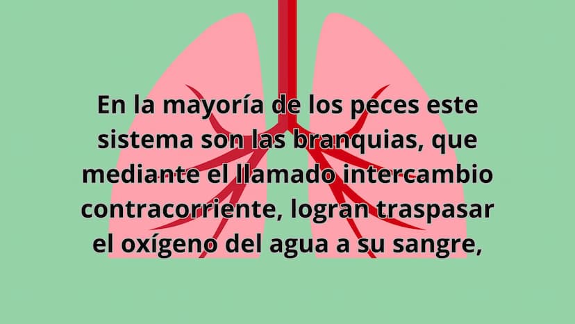 ANIMALES
VERTEBRADOS Los peces son animales
vertebrados acuáticos y con
respiración por branquias. En la mayoría de los peces este
sistema s