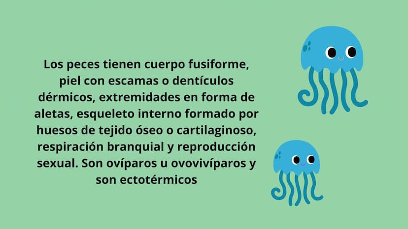 ANIMALES
VERTEBRADOS Los peces son animales
vertebrados acuáticos y con
respiración por branquias. En la mayoría de los peces este
sistema s