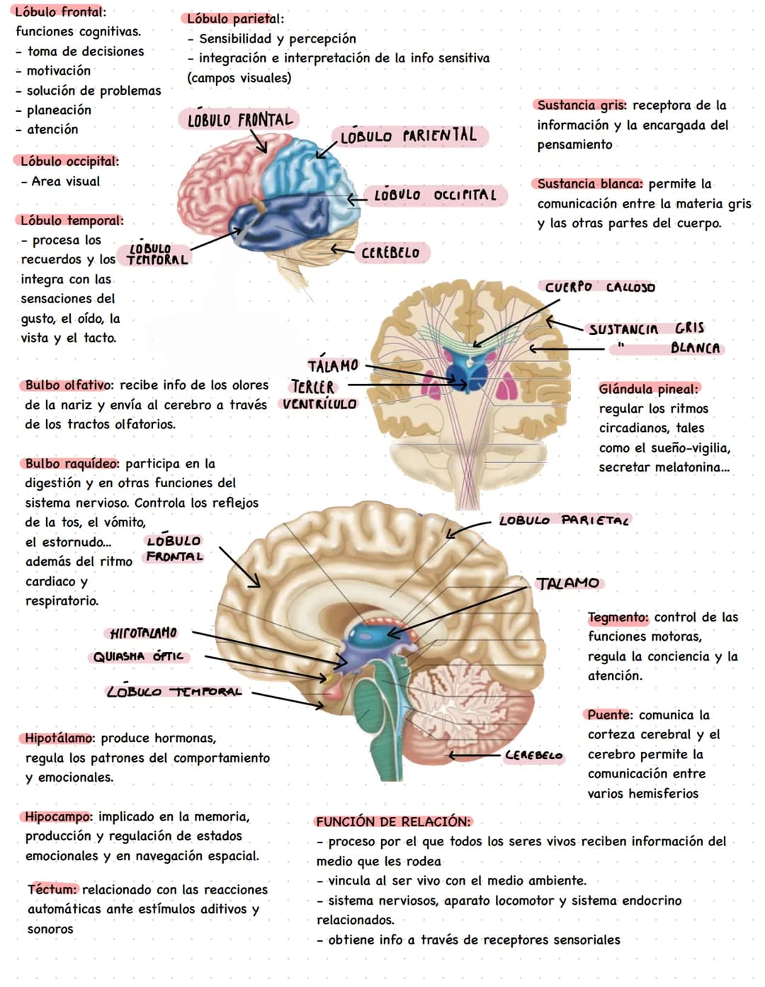 Lóbulo frontal:
funciones cognitivas.
- toma de decisiones
- motivación
- solución de problemas
- planeación
- atención
Lóbulo occipital:
- 