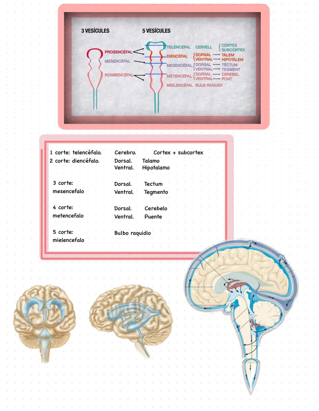 Lóbulo frontal:
funciones cognitivas.
- toma de decisiones
- motivación
- solución de problemas
- planeación
- atención
Lóbulo occipital:
- 