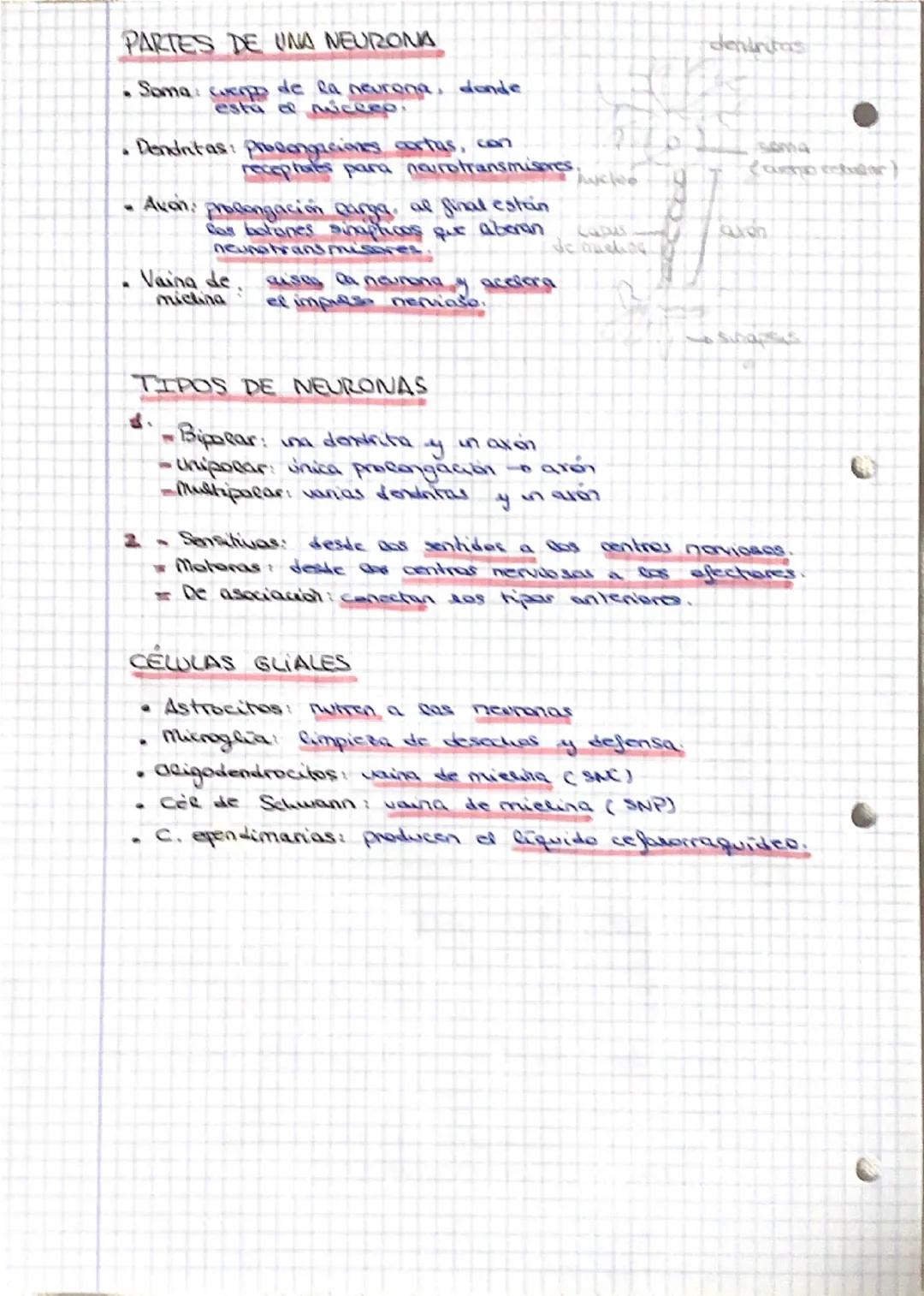 # HISTOLOGÍA
Def: Tejido: conjunto de células especializadas en una función.
*   Histologia: rama biologia que estudia eos tejidos.
# DIFERE