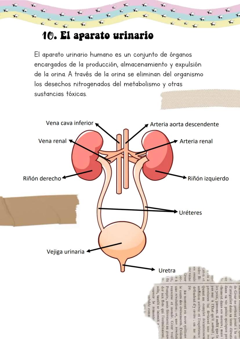 Biología
Lucia Esteban
[Si pinchas en los
anteriores títulos te
lleva a dicho apartado a
través de un marcador]
INDICE
1. La sangre
2. Los v