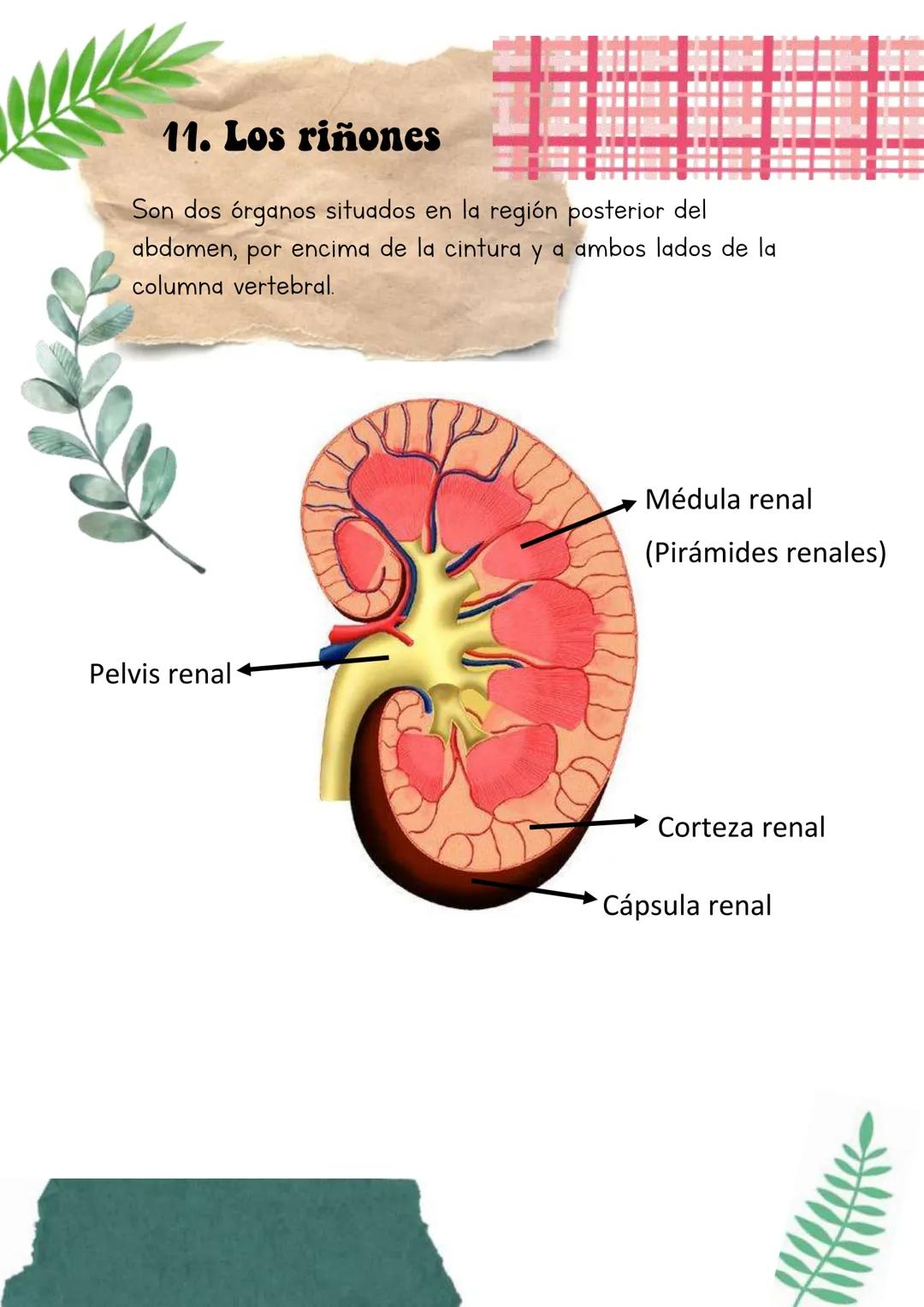 Biología
Lucia Esteban
[Si pinchas en los
anteriores títulos te
lleva a dicho apartado a
través de un marcador]
INDICE
1. La sangre
2. Los v