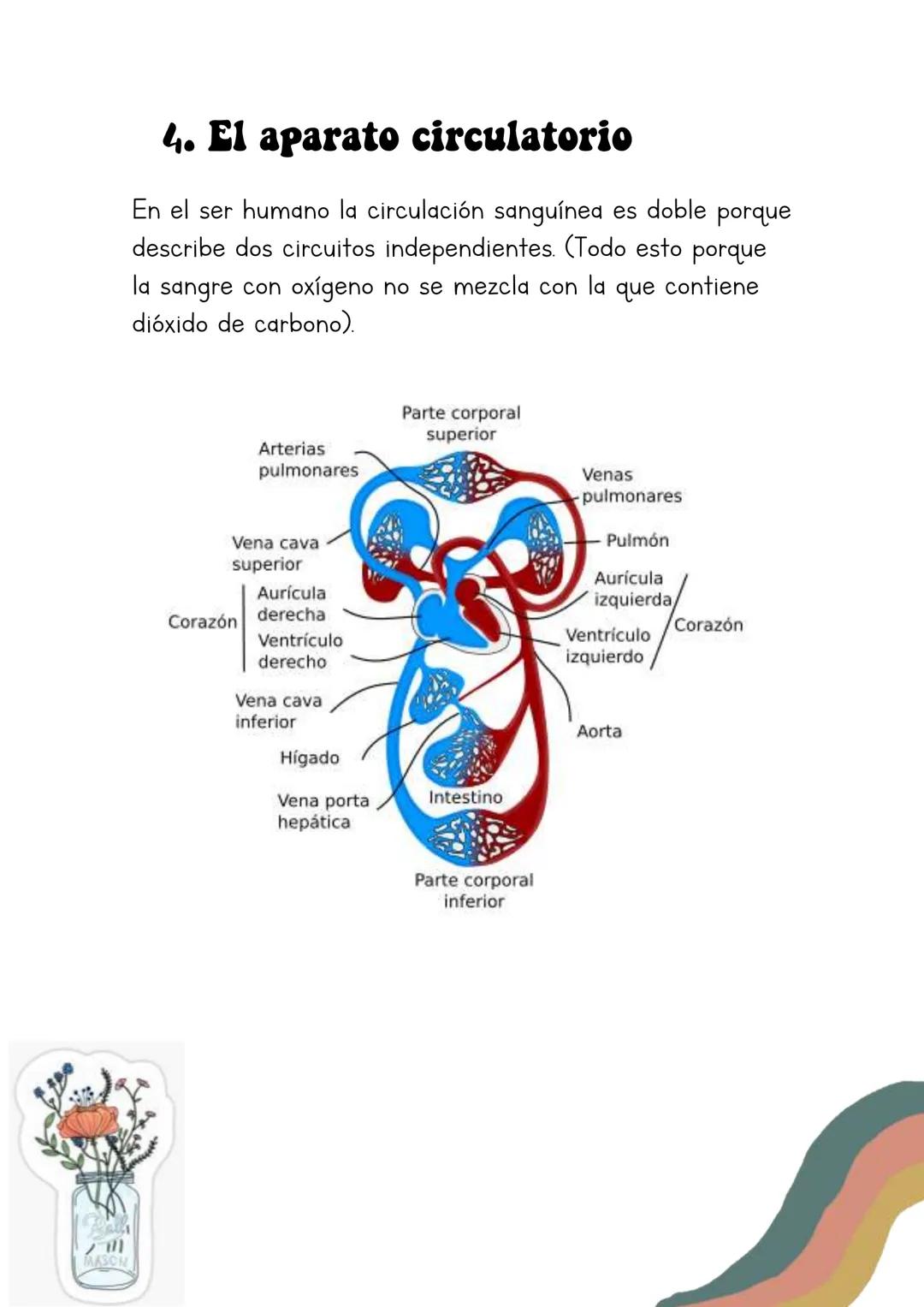 Biología
Lucia Esteban
[Si pinchas en los
anteriores títulos te
lleva a dicho apartado a
través de un marcador]
INDICE
1. La sangre
2. Los v