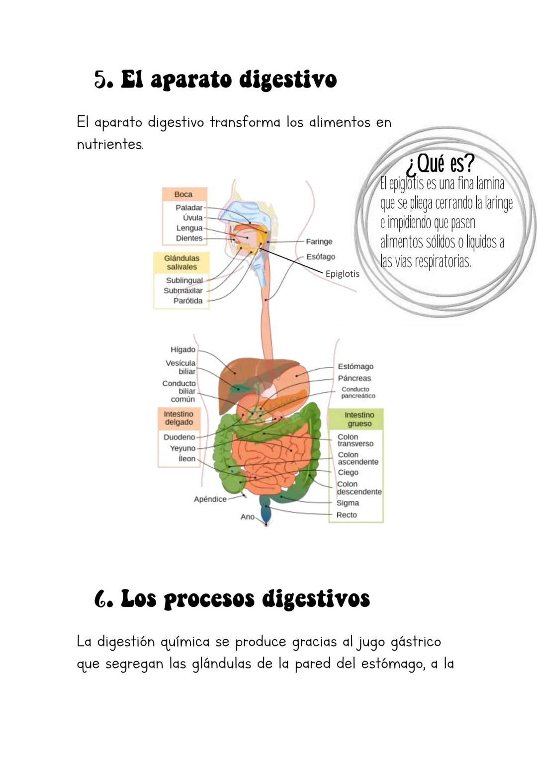 Biología
Lucia Esteban
[Si pinchas en los
anteriores títulos te
lleva a dicho apartado a
través de un marcador]
INDICE
1. La sangre
2. Los v