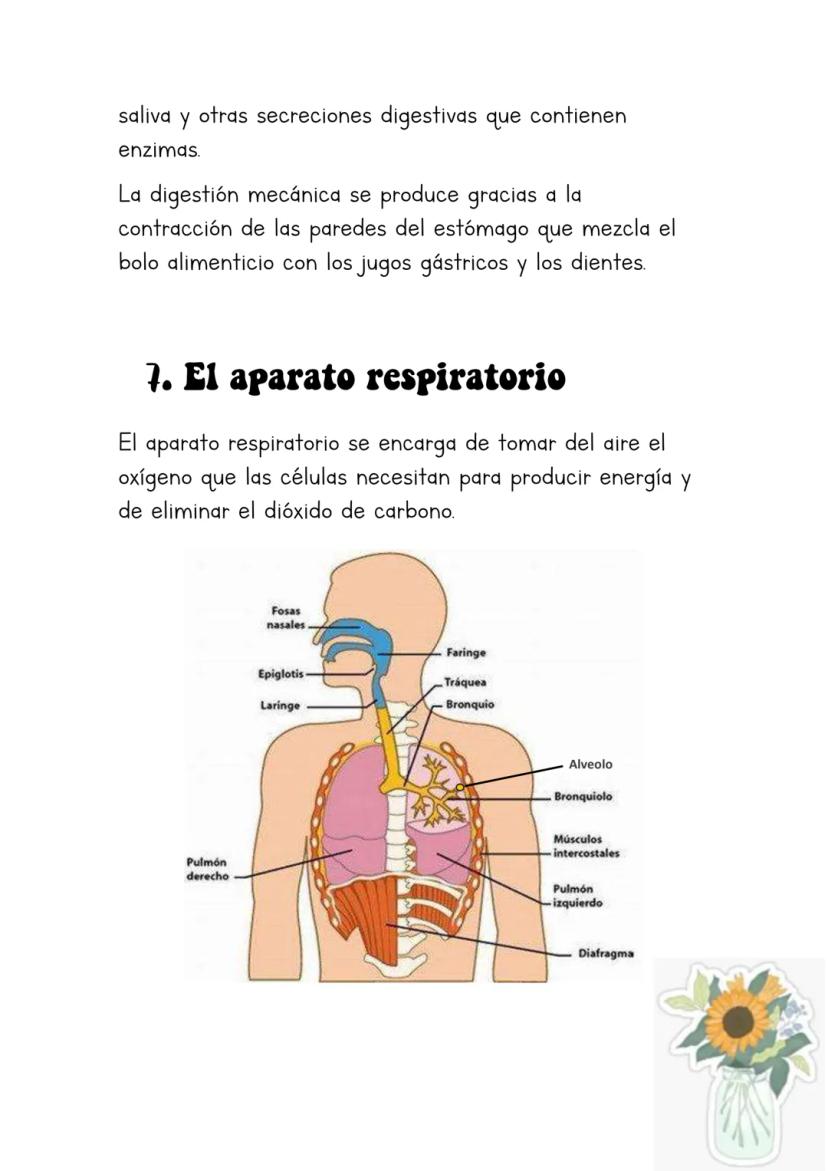 Biología
Lucia Esteban
[Si pinchas en los
anteriores títulos te
lleva a dicho apartado a
través de un marcador]
INDICE
1. La sangre
2. Los v