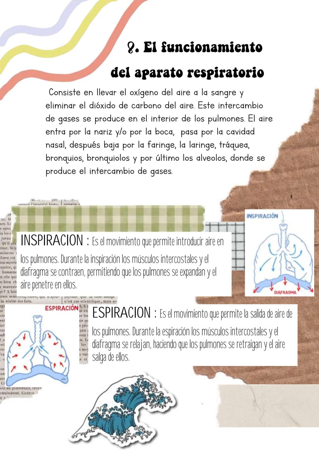 Biología
Lucia Esteban
[Si pinchas en los
anteriores títulos te
lleva a dicho apartado a
través de un marcador]
INDICE
1. La sangre
2. Los v