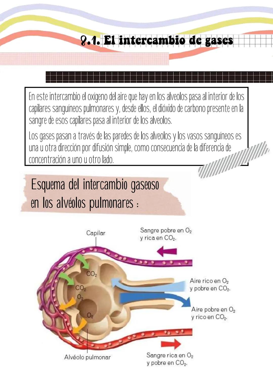 Biología
Lucia Esteban
[Si pinchas en los
anteriores títulos te
lleva a dicho apartado a
través de un marcador]
INDICE
1. La sangre
2. Los v