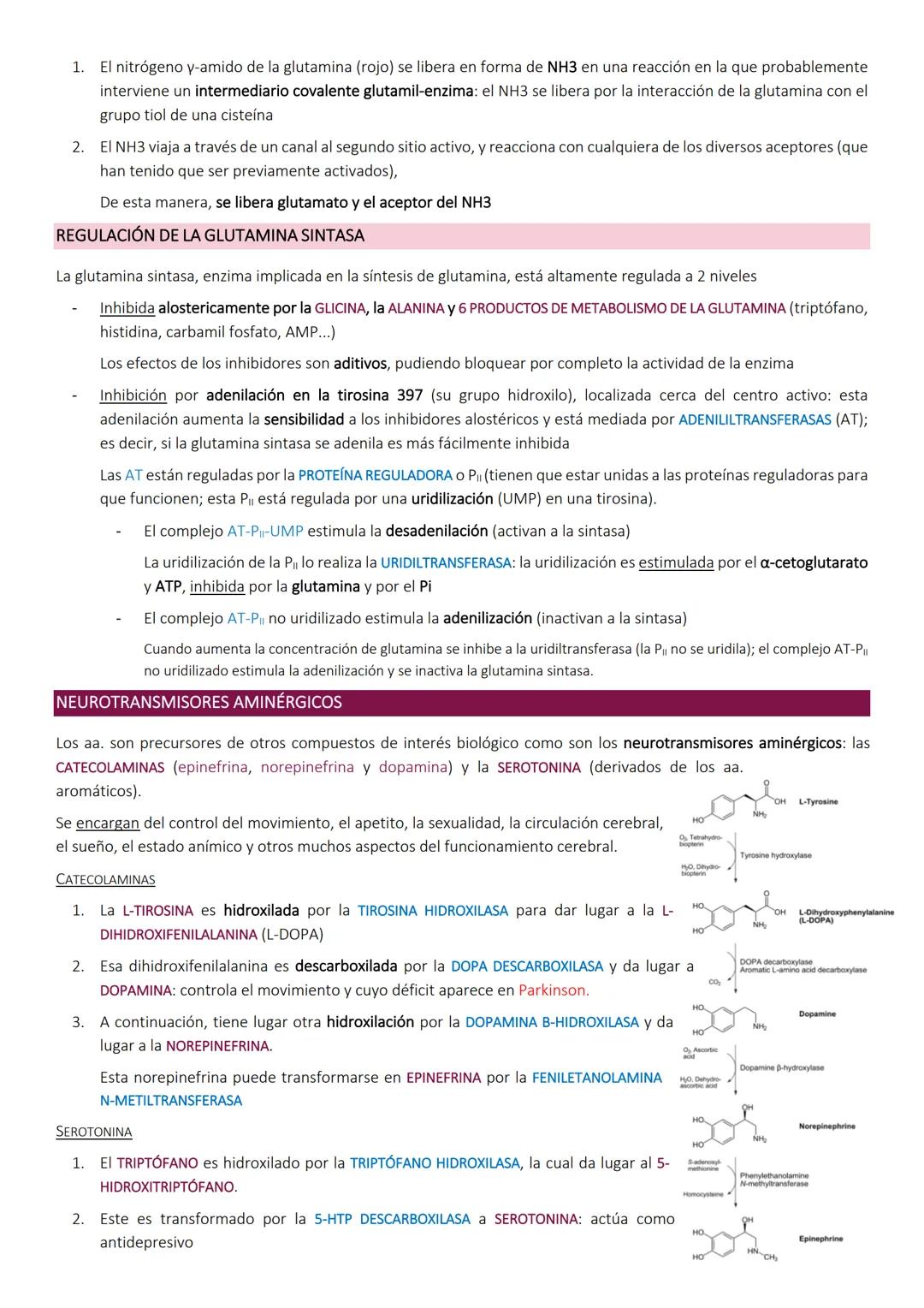 Degradacion de proteinas.
METABOLISMO DE PROTEÍNAS
Las proteínas de la dieta son los precursores de los compuestos nitrogenados de los anima
