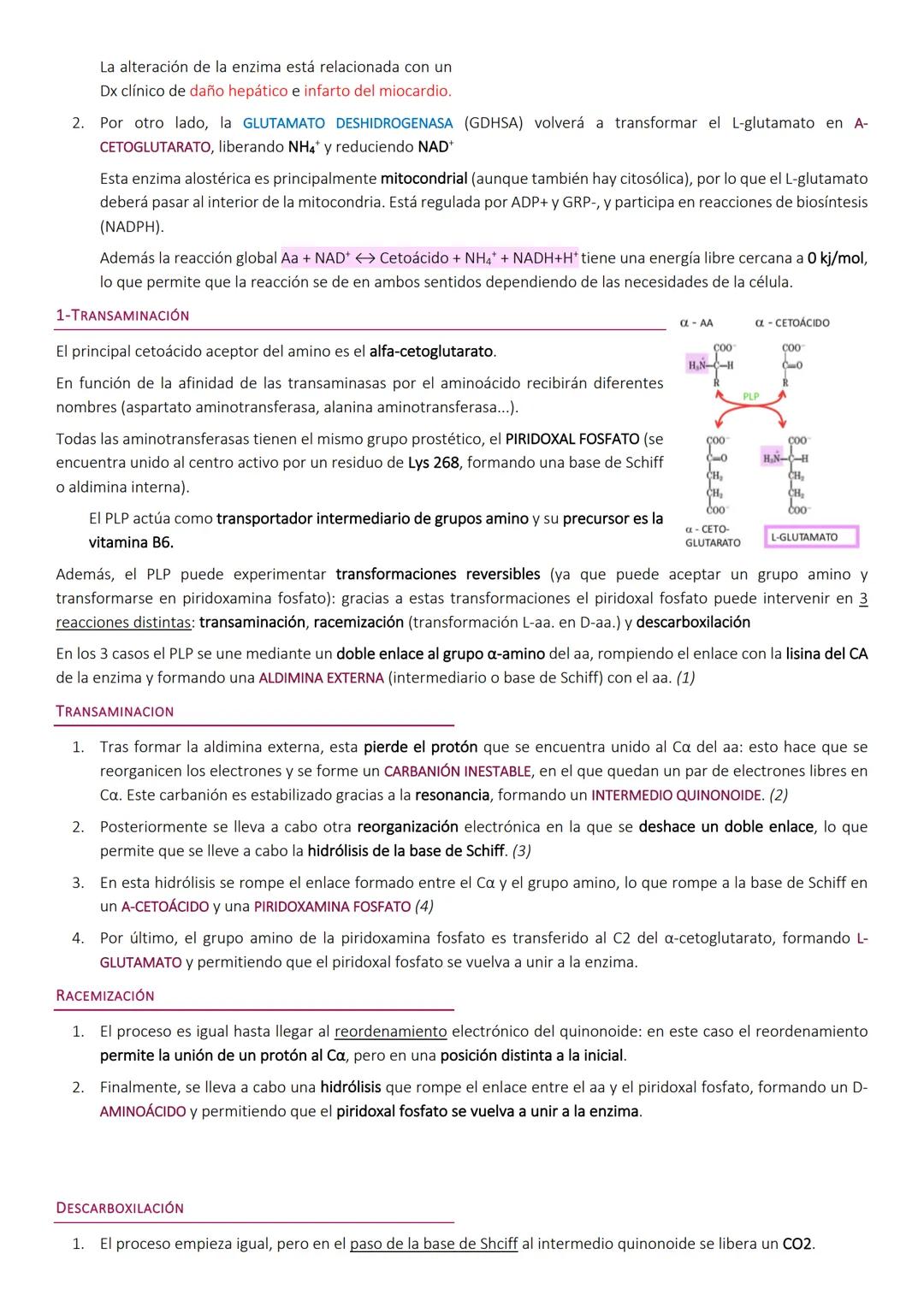 Degradacion de proteinas.
METABOLISMO DE PROTEÍNAS
Las proteínas de la dieta son los precursores de los compuestos nitrogenados de los anima