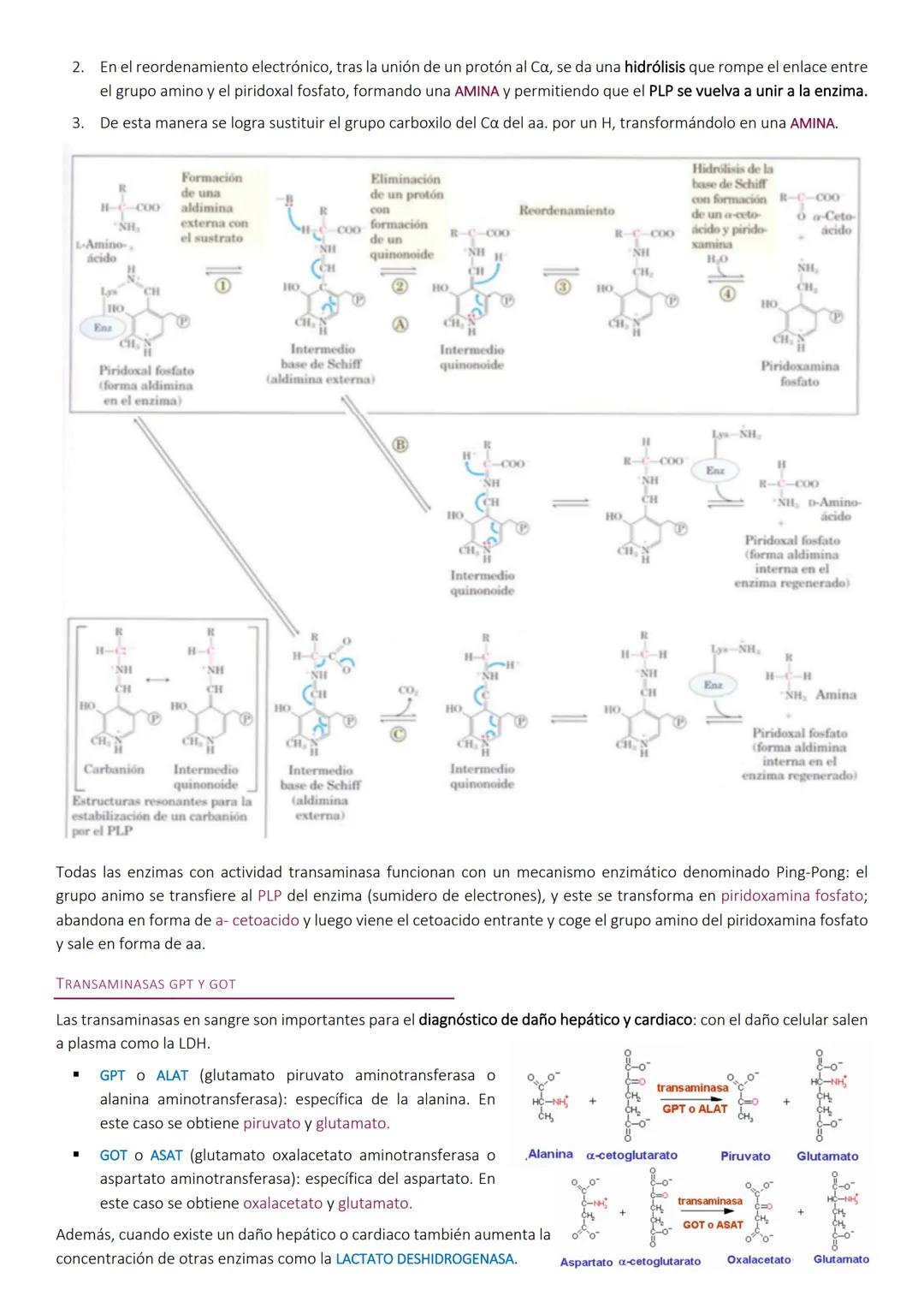 Degradacion de proteinas.
METABOLISMO DE PROTEÍNAS
Las proteínas de la dieta son los precursores de los compuestos nitrogenados de los anima
