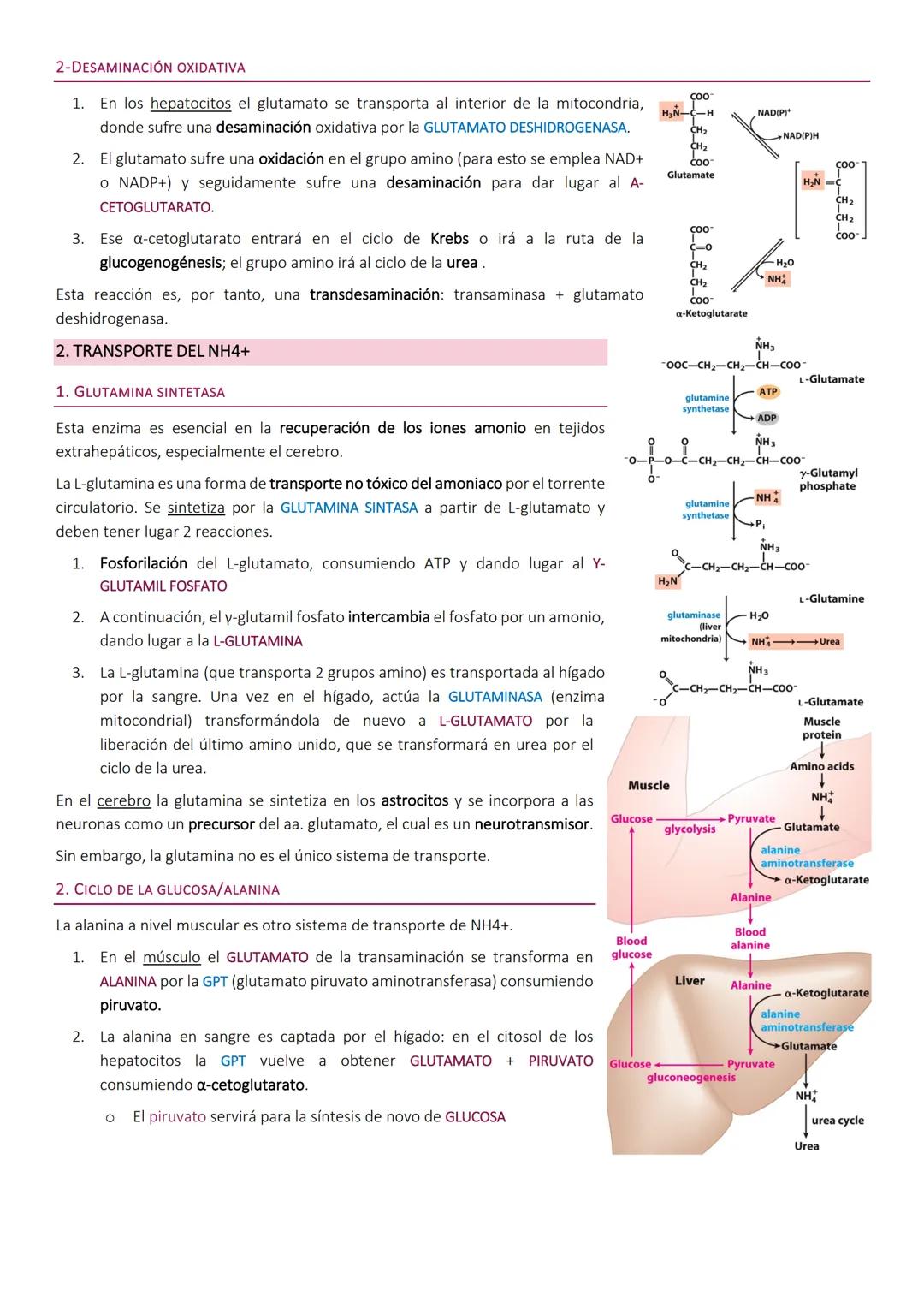 Degradacion de proteinas.
METABOLISMO DE PROTEÍNAS
Las proteínas de la dieta son los precursores de los compuestos nitrogenados de los anima