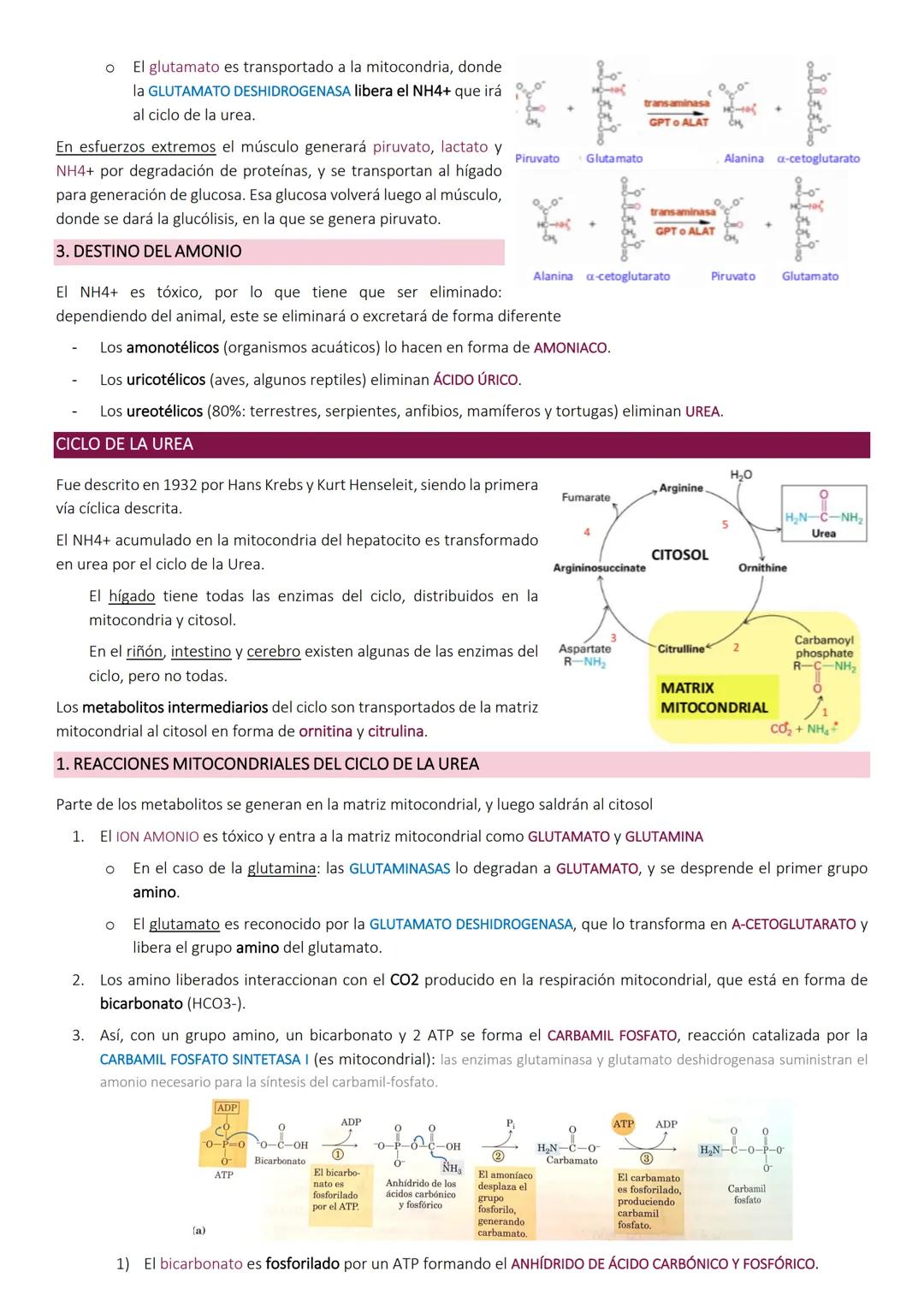 Degradacion de proteinas.
METABOLISMO DE PROTEÍNAS
Las proteínas de la dieta son los precursores de los compuestos nitrogenados de los anima