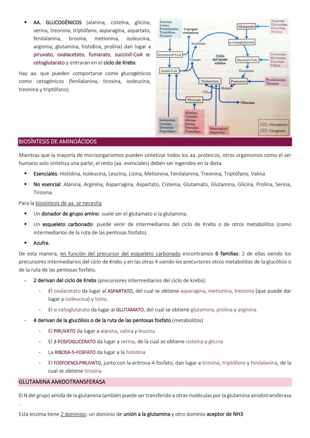 Degradacion de proteinas.
METABOLISMO DE PROTEÍNAS
Las proteínas de la dieta son los precursores de los compuestos nitrogenados de los anima
