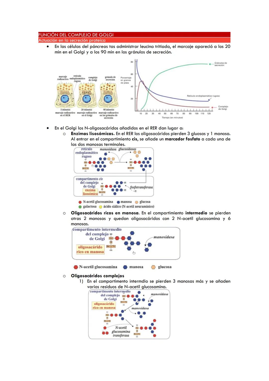 COMPLEJO DE GOLGI
ESTRUCTURA DEL COMPLEJO DE GOLGI
●
●
●
●
●
●
●
●
●
Descubierto por Golgi y Cajal al impregnarse con plata
Consiste en uno 