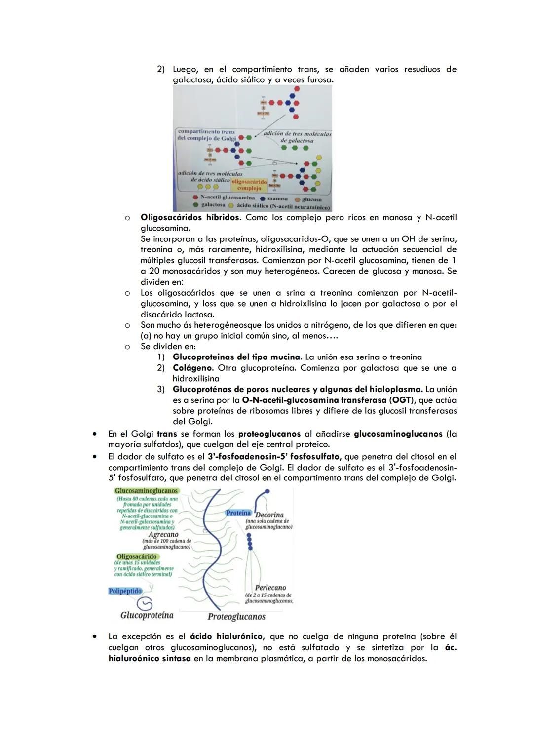 COMPLEJO DE GOLGI
ESTRUCTURA DEL COMPLEJO DE GOLGI
●
●
●
●
●
●
●
●
●
Descubierto por Golgi y Cajal al impregnarse con plata
Consiste en uno 