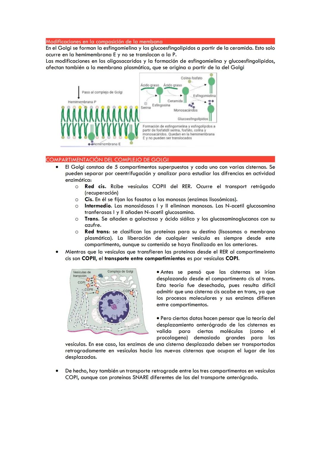 COMPLEJO DE GOLGI
ESTRUCTURA DEL COMPLEJO DE GOLGI
●
●
●
●
●
●
●
●
●
Descubierto por Golgi y Cajal al impregnarse con plata
Consiste en uno 