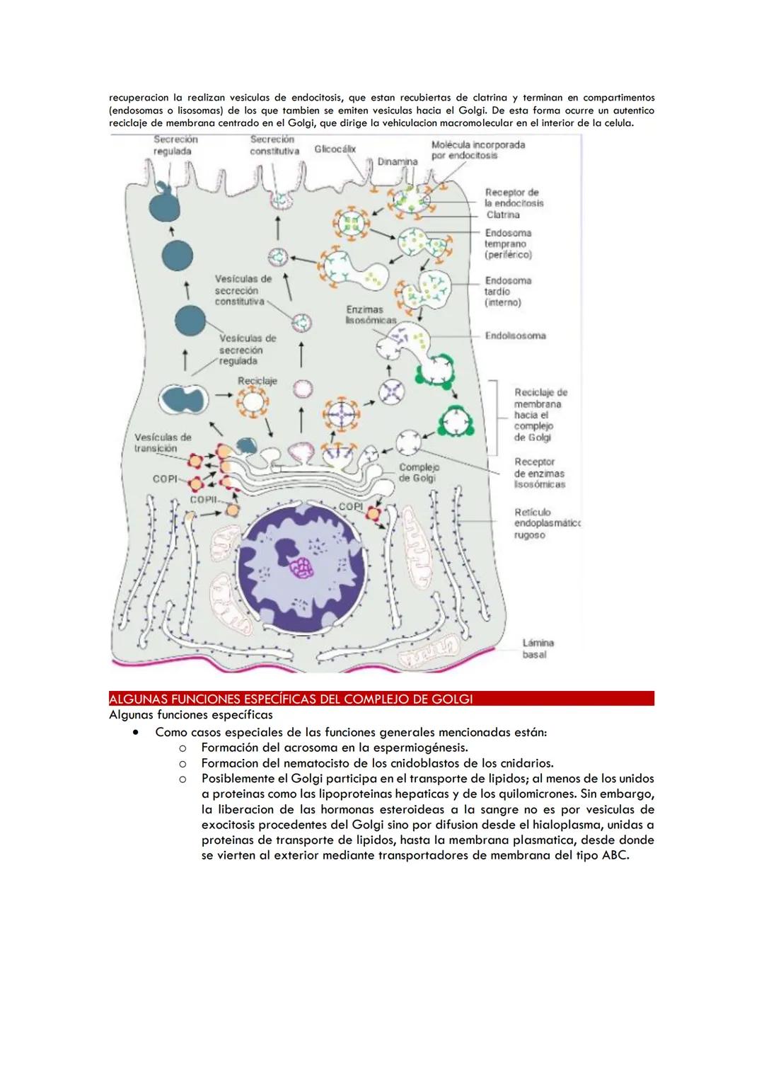 COMPLEJO DE GOLGI
ESTRUCTURA DEL COMPLEJO DE GOLGI
●
●
●
●
●
●
●
●
●
Descubierto por Golgi y Cajal al impregnarse con plata
Consiste en uno 
