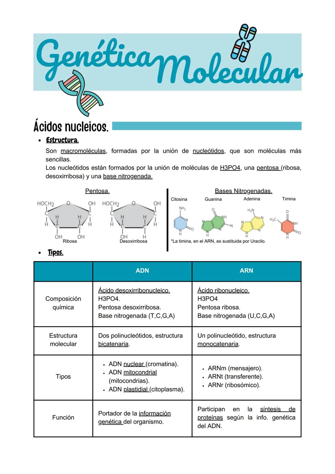 # Genética Molecular

# Ácidos nucleicos.

- **Estructura.**
Son macromoléculas, formadas por la unión de nucleótidos, que son moléculas más
