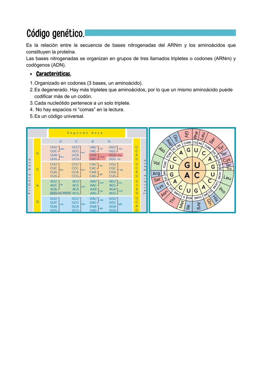 # Genética Molecular

# Ácidos nucleicos.

- **Estructura.**
Son macromoléculas, formadas por la unión de nucleótidos, que son moléculas más