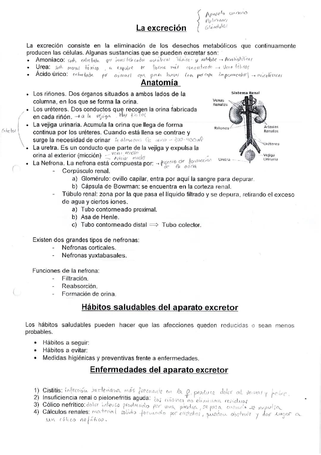Sistema Excretor: Funciones y Características