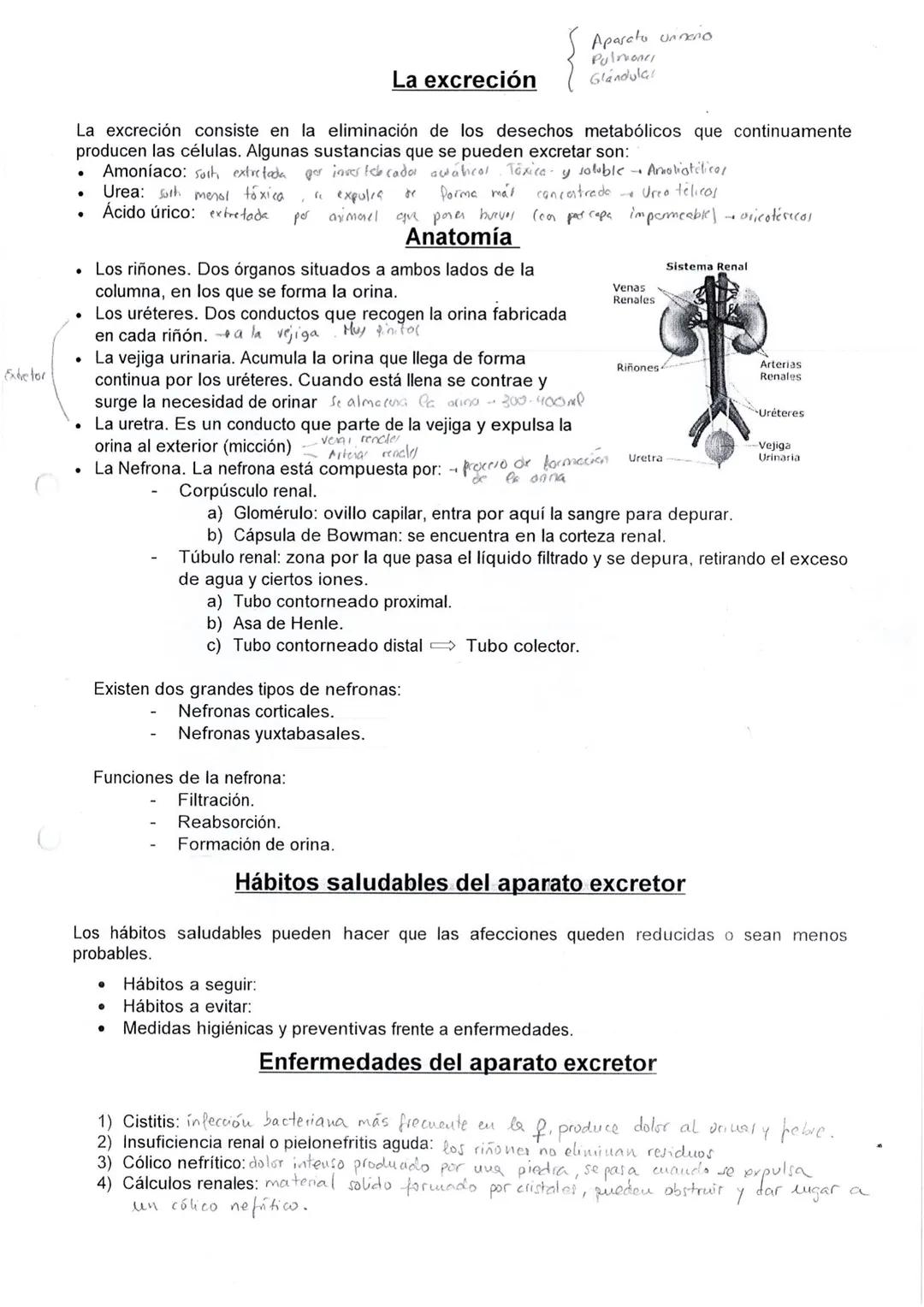 Extretor
.
La excreción consiste en la eliminación de los desechos metabólicos que continuamente
producen las células. Algunas sustancias qu