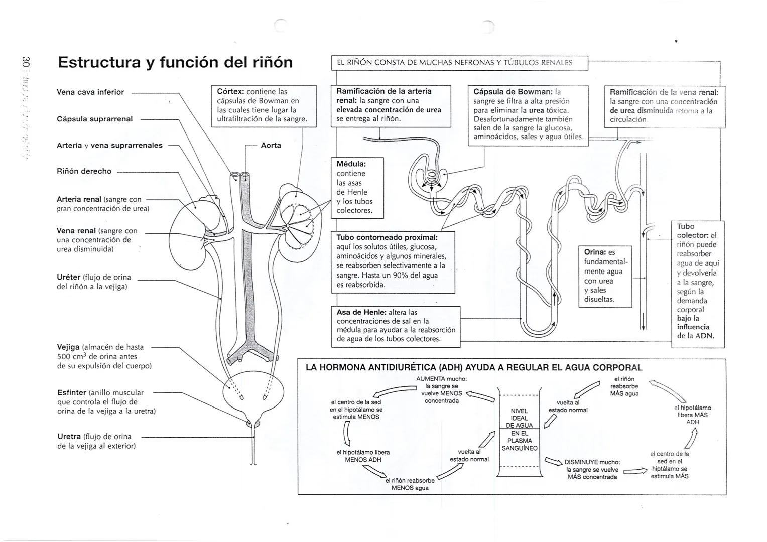 Extretor
.
La excreción consiste en la eliminación de los desechos metabólicos que continuamente
producen las células. Algunas sustancias qu