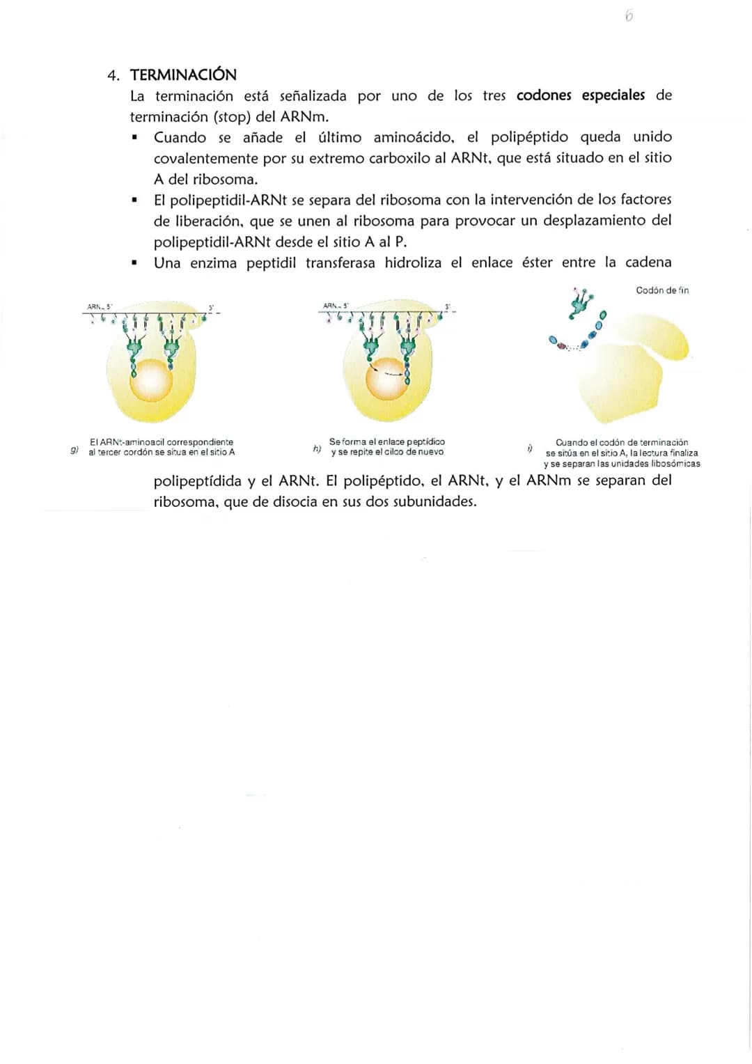 1
CONSERVACIÓN DE LA INFORMACIÓN GENÉTICA: REPLICACIÓN
La replicación o duplicación del ADN consiste en sintetizar, a partir de una
molécula