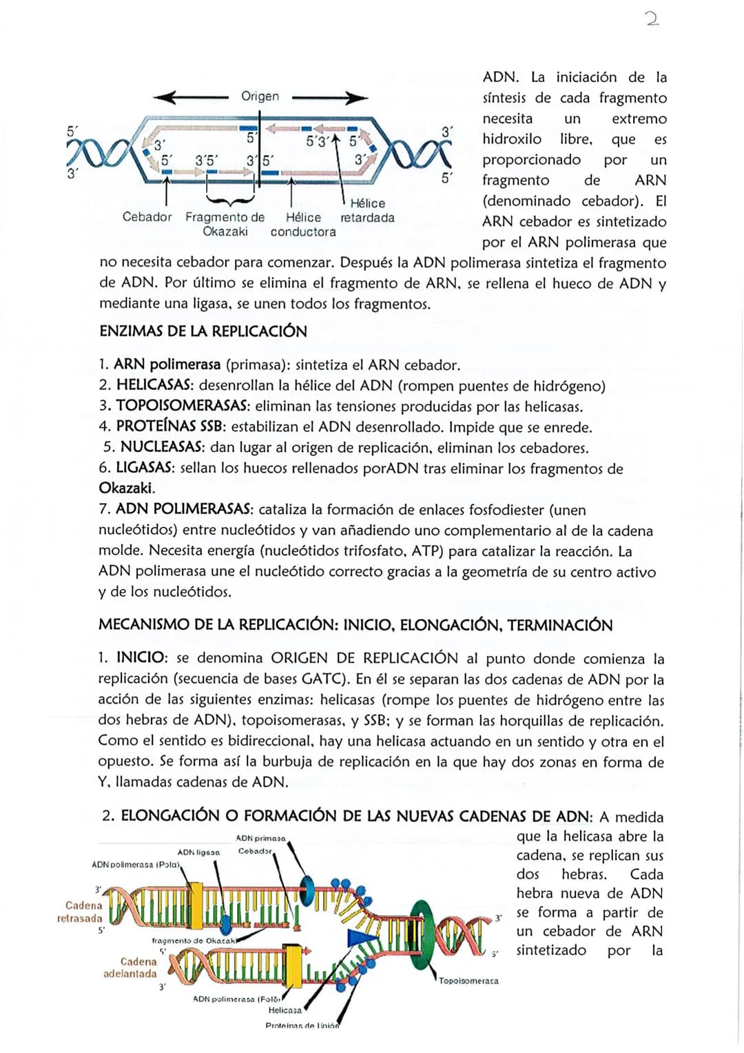 1
CONSERVACIÓN DE LA INFORMACIÓN GENÉTICA: REPLICACIÓN
La replicación o duplicación del ADN consiste en sintetizar, a partir de una
molécula