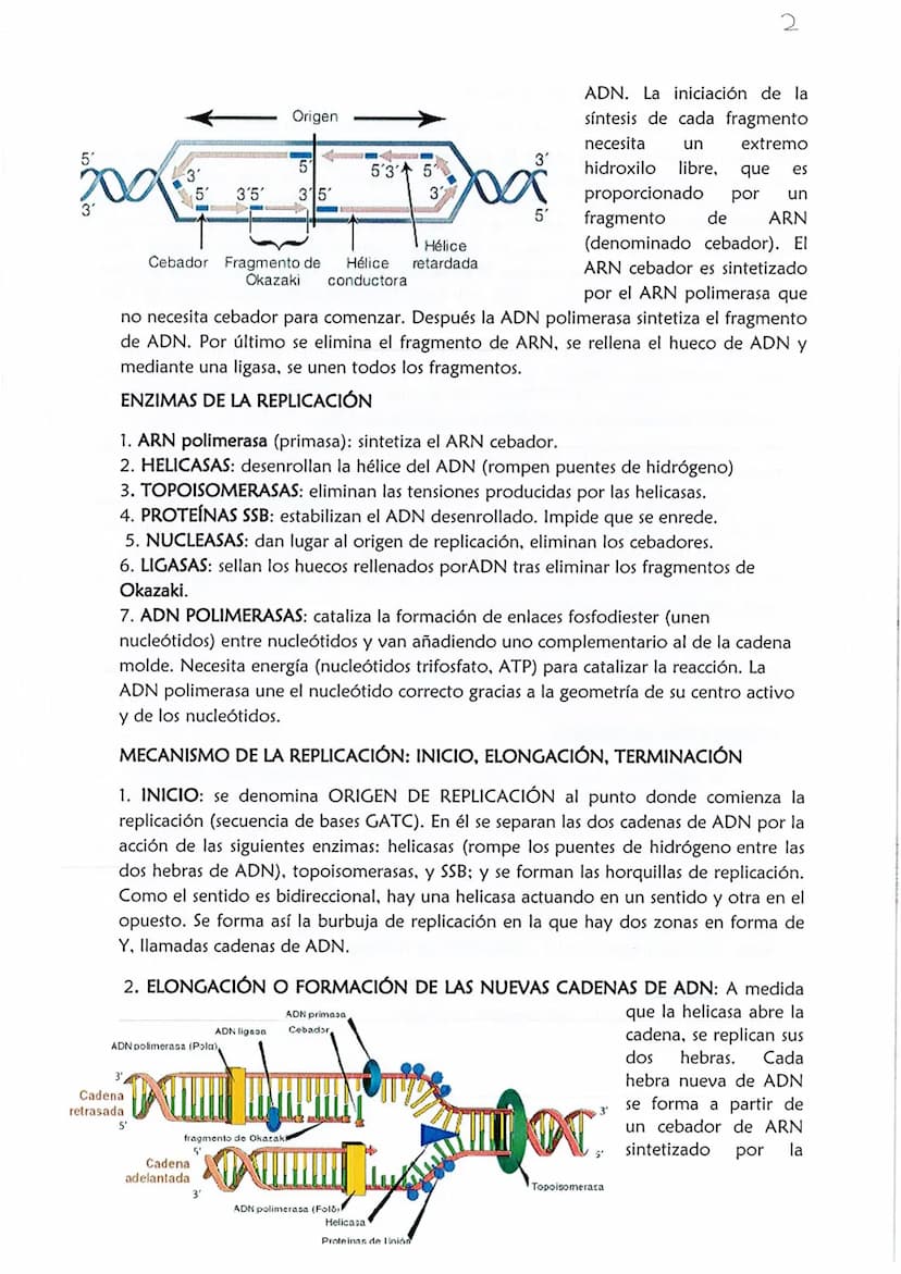 1
CONSERVACIÓN DE LA INFORMACIÓN GENÉTICA: REPLICACIÓN
La replicación o duplicación del ADN consiste en sintetizar, a partir de una
molécula