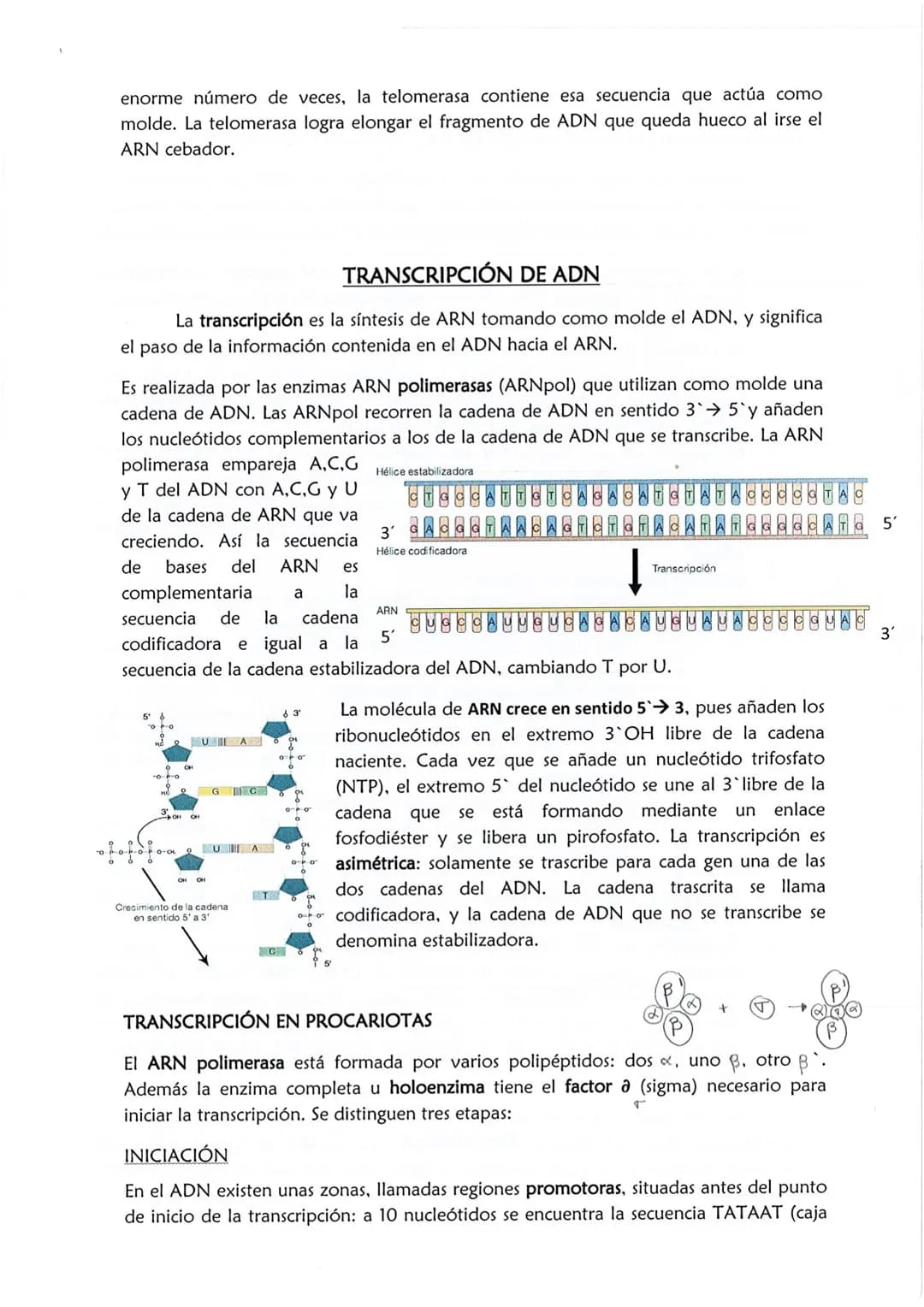 1
CONSERVACIÓN DE LA INFORMACIÓN GENÉTICA: REPLICACIÓN
La replicación o duplicación del ADN consiste en sintetizar, a partir de una
molécula