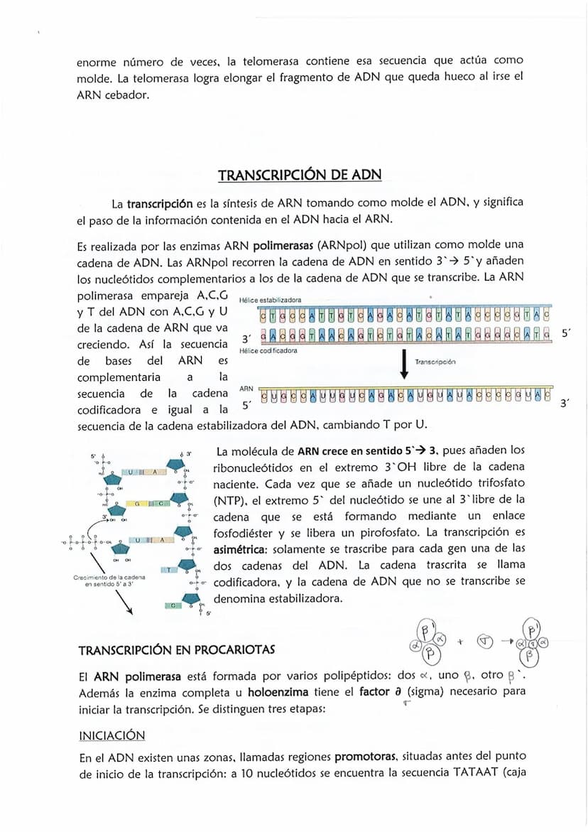 1
CONSERVACIÓN DE LA INFORMACIÓN GENÉTICA: REPLICACIÓN
La replicación o duplicación del ADN consiste en sintetizar, a partir de una
molécula