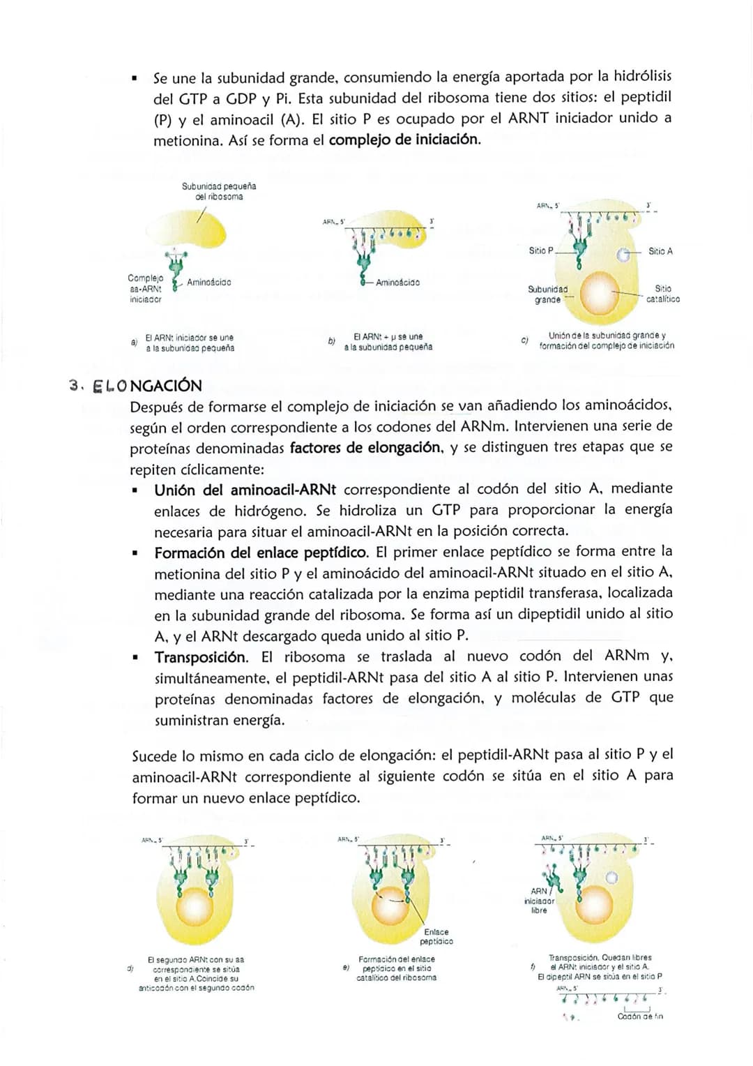 1
CONSERVACIÓN DE LA INFORMACIÓN GENÉTICA: REPLICACIÓN
La replicación o duplicación del ADN consiste en sintetizar, a partir de una
molécula