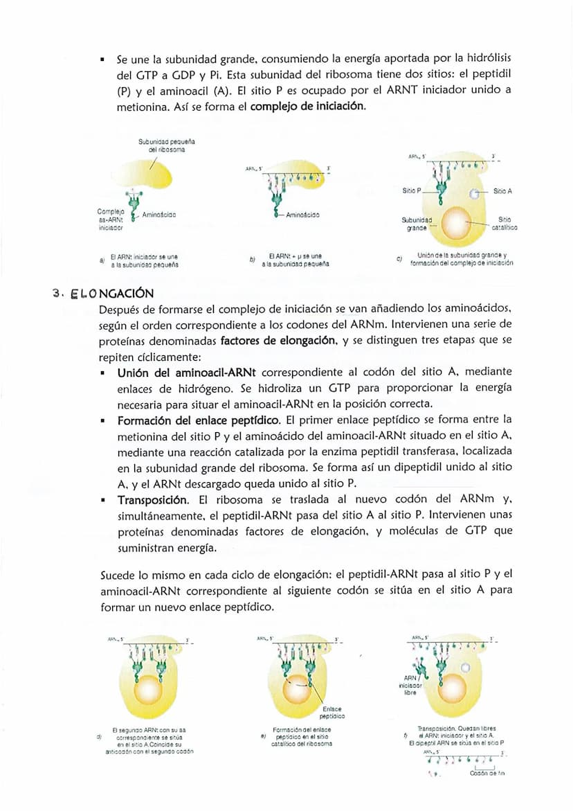 1
CONSERVACIÓN DE LA INFORMACIÓN GENÉTICA: REPLICACIÓN
La replicación o duplicación del ADN consiste en sintetizar, a partir de una
molécula