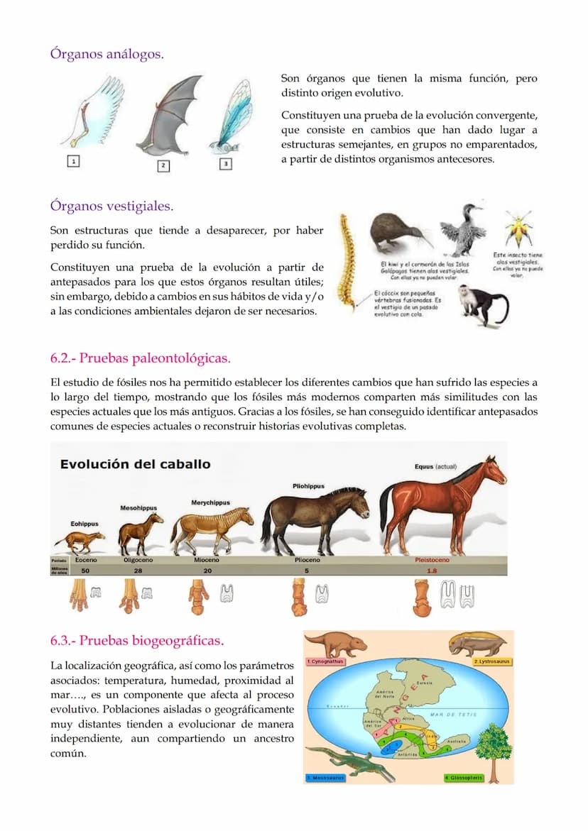 1. Mutaciones
TEMA 2. Mutaciones y evolución.
1.1. Mutaciones génicas o puntuales.
1.2. Mutaciones cromosómicas.
1.3. Mutaciones genómicas o
