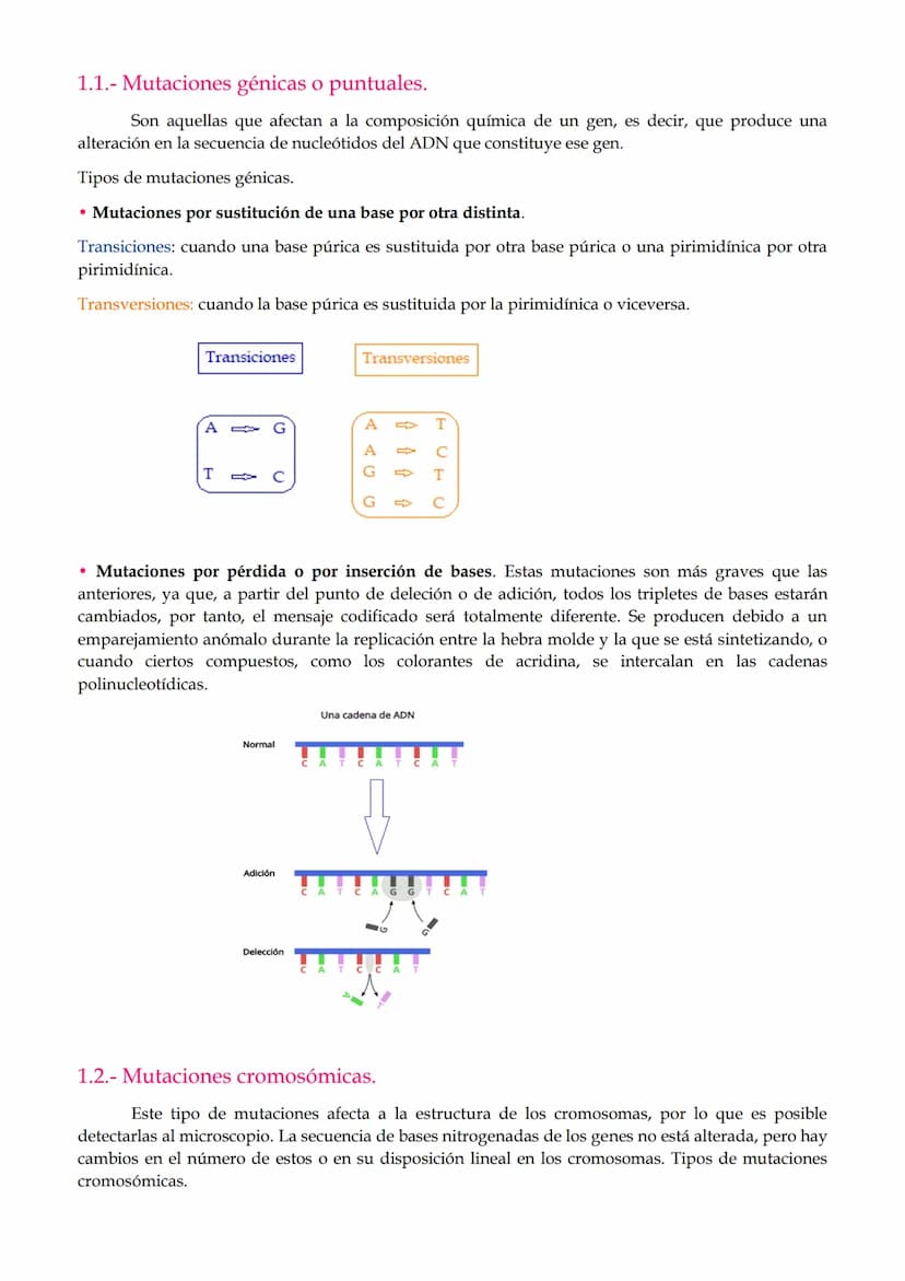 1. Mutaciones
TEMA 2. Mutaciones y evolución.
1.1. Mutaciones génicas o puntuales.
1.2. Mutaciones cromosómicas.
1.3. Mutaciones genómicas o
