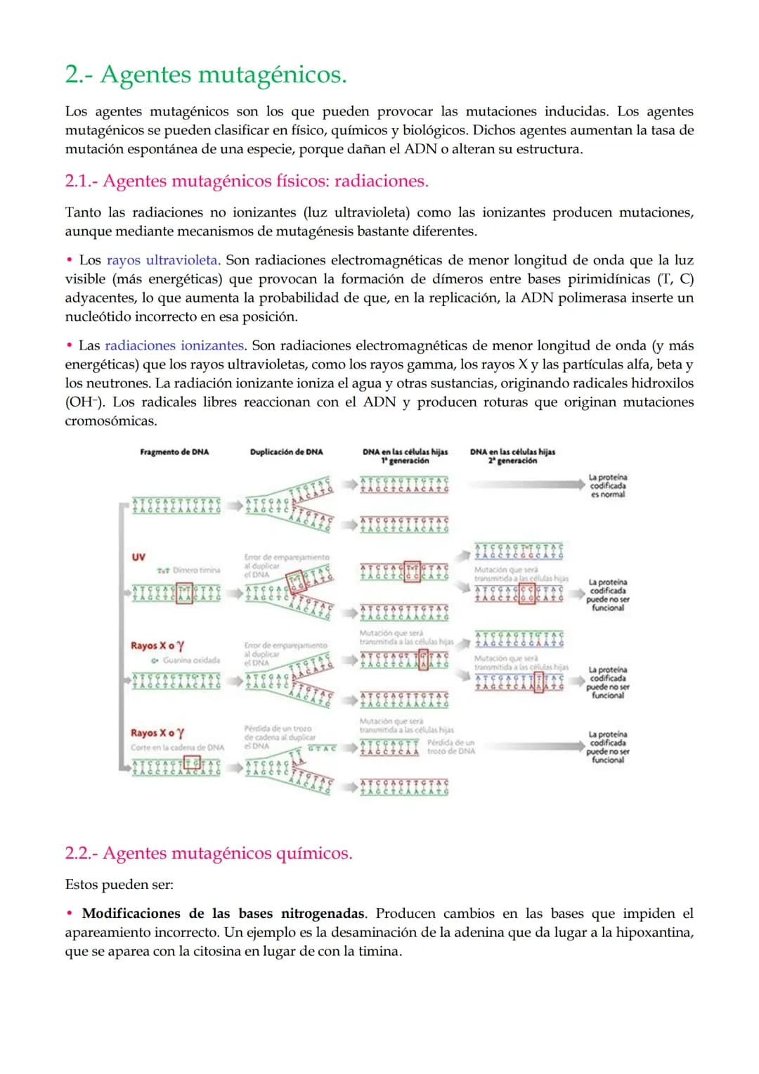 1. Mutaciones
TEMA 2. Mutaciones y evolución.
1.1. Mutaciones génicas o puntuales.
1.2. Mutaciones cromosómicas.
1.3. Mutaciones genómicas o