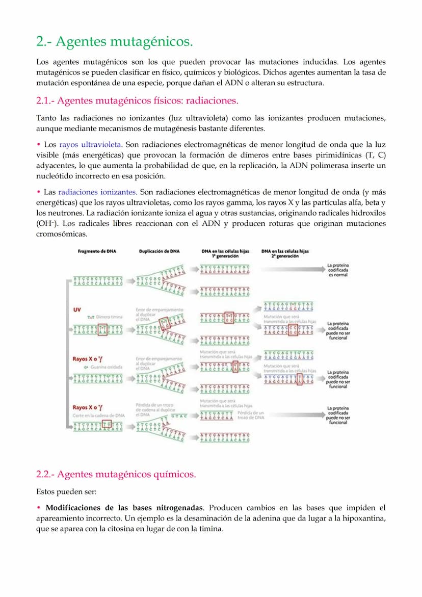 1. Mutaciones
TEMA 2. Mutaciones y evolución.
1.1. Mutaciones génicas o puntuales.
1.2. Mutaciones cromosómicas.
1.3. Mutaciones genómicas o