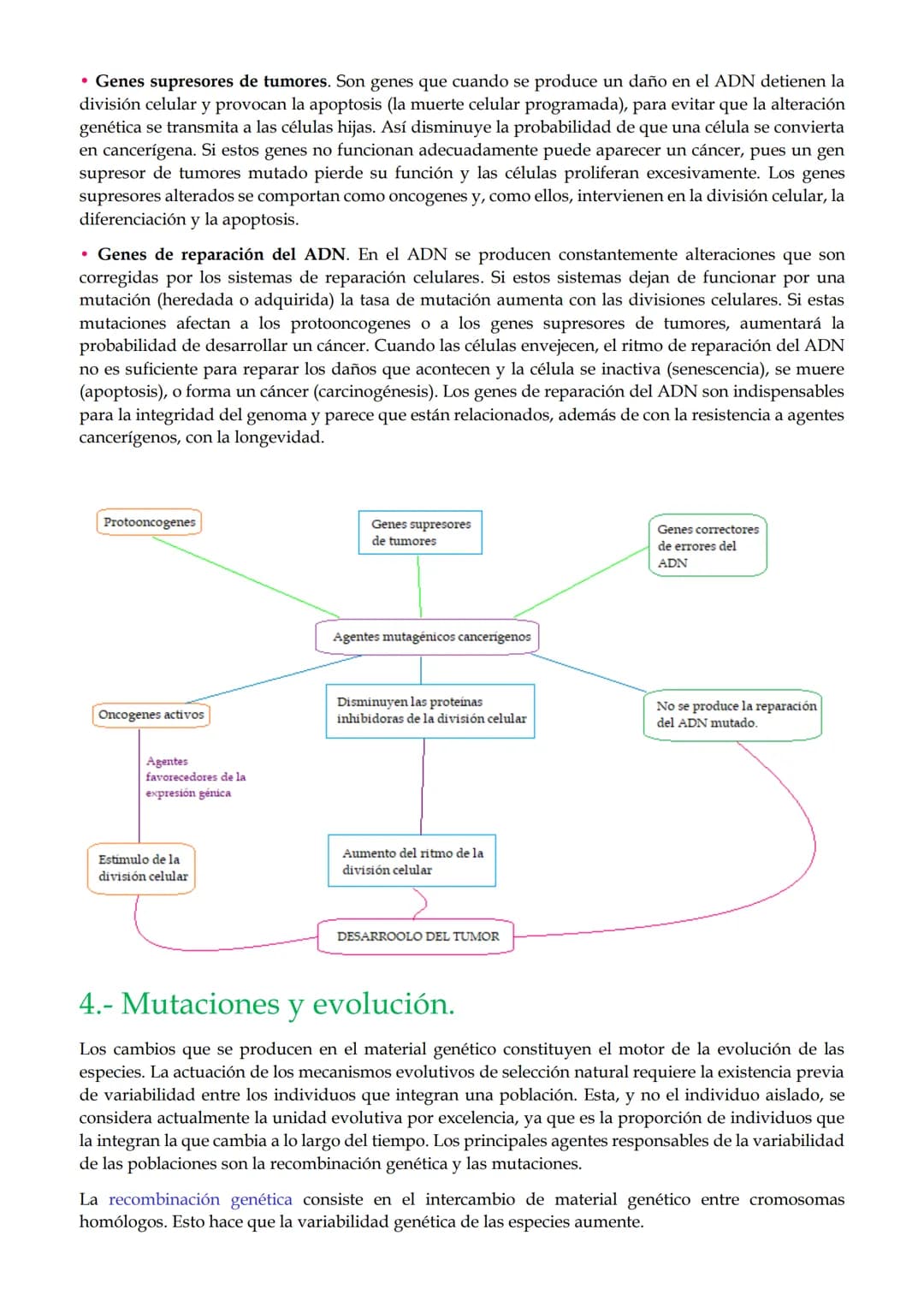 1. Mutaciones
TEMA 2. Mutaciones y evolución.
1.1. Mutaciones génicas o puntuales.
1.2. Mutaciones cromosómicas.
1.3. Mutaciones genómicas o