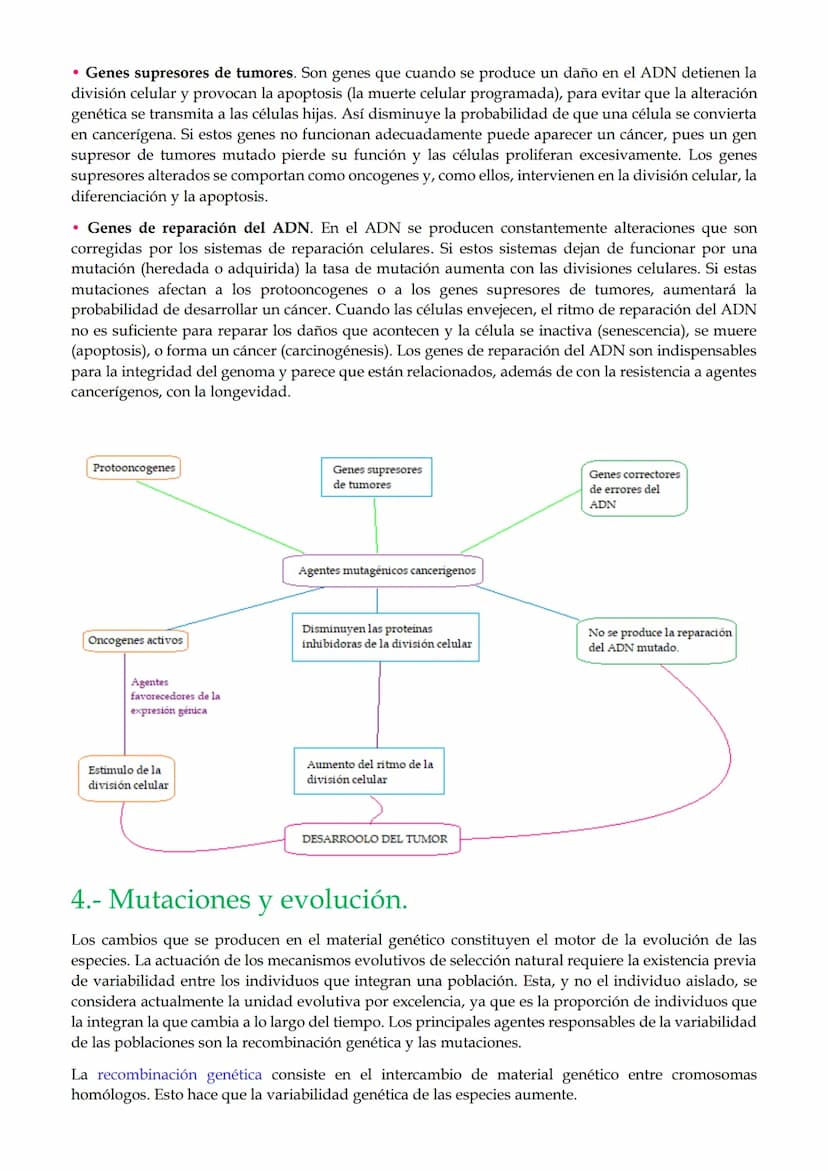 1. Mutaciones
TEMA 2. Mutaciones y evolución.
1.1. Mutaciones génicas o puntuales.
1.2. Mutaciones cromosómicas.
1.3. Mutaciones genómicas o