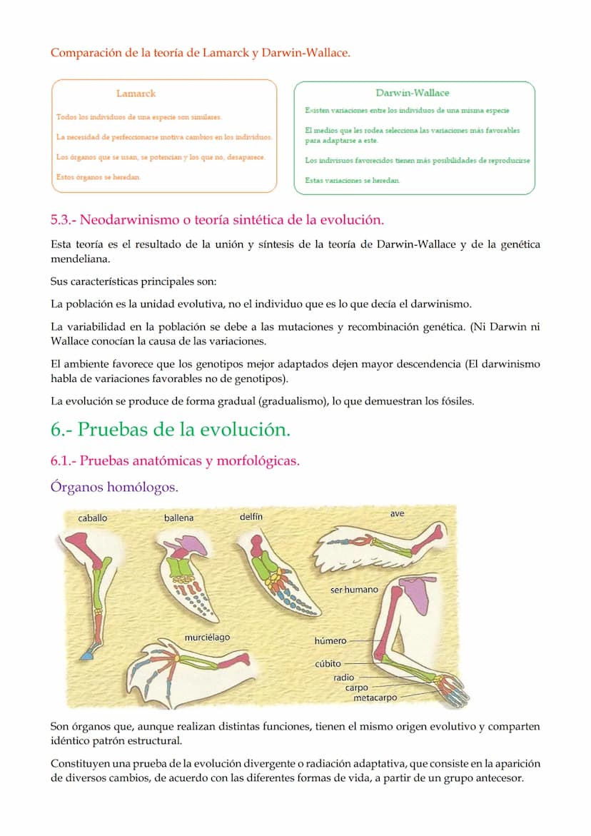1. Mutaciones
TEMA 2. Mutaciones y evolución.
1.1. Mutaciones génicas o puntuales.
1.2. Mutaciones cromosómicas.
1.3. Mutaciones genómicas o