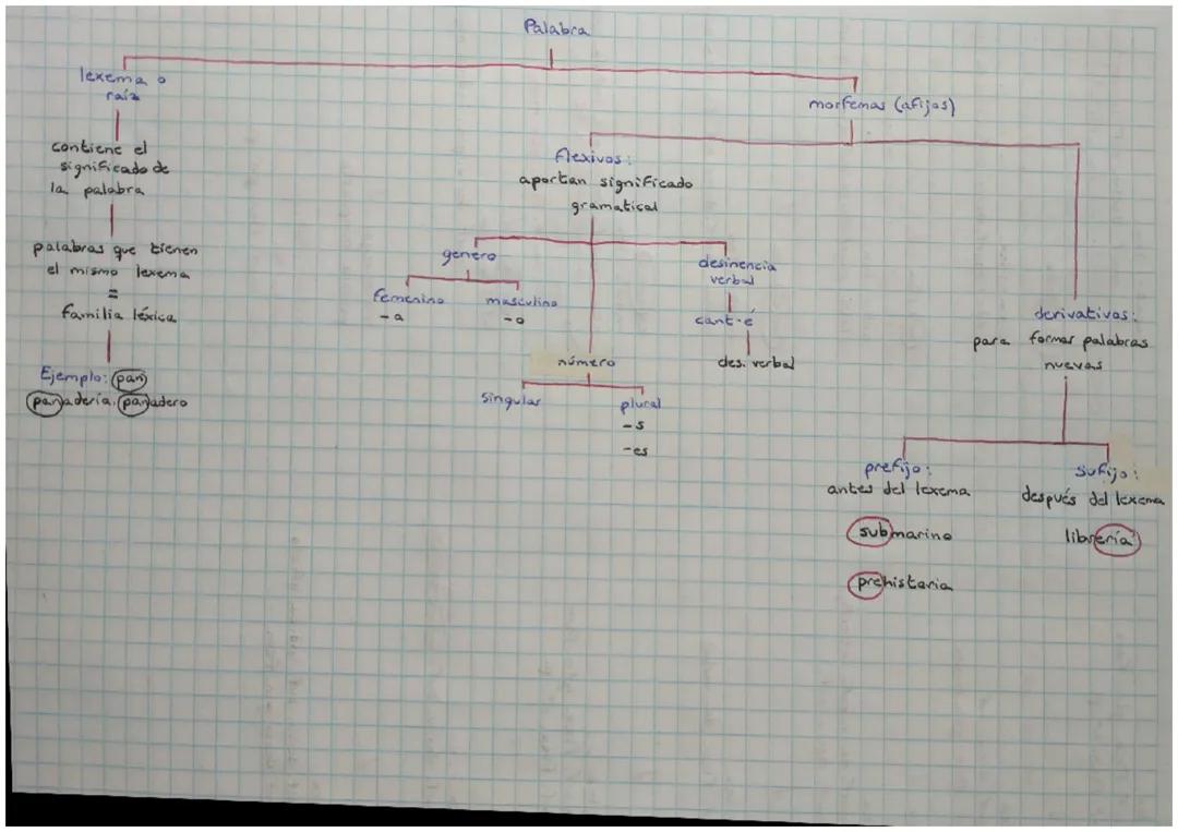 Estructura de la palabra