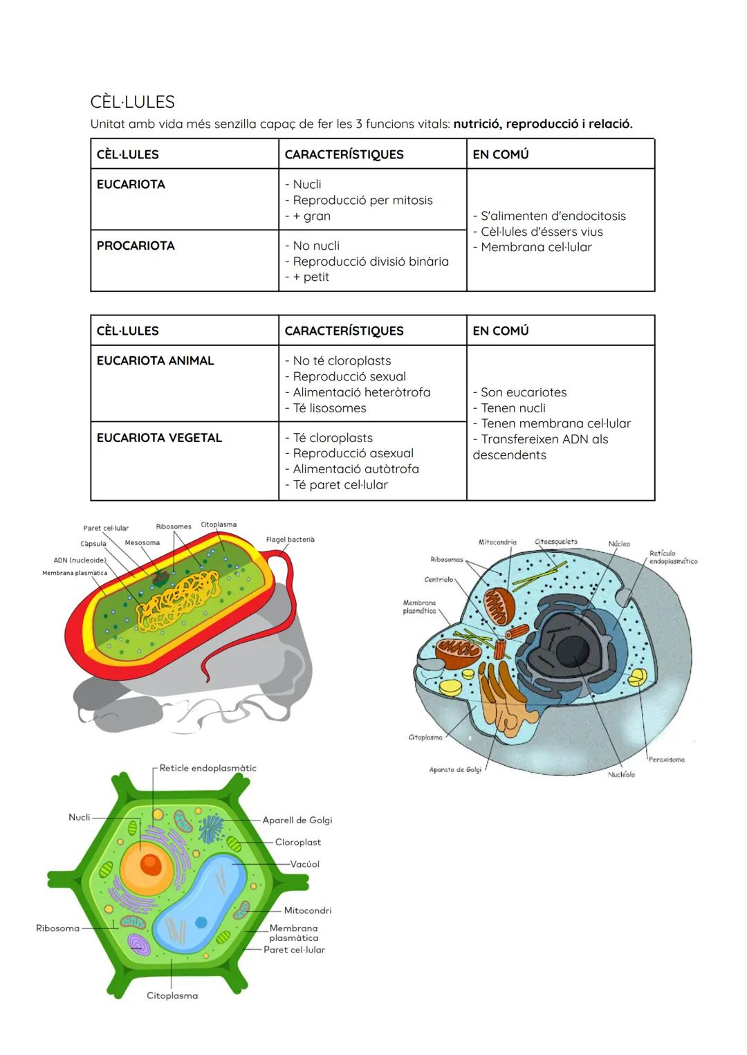 # NIVELLS D'ORGANITZACIÓ

| NIVELL   | TIPUS         | FORMATS PER...                                                                       