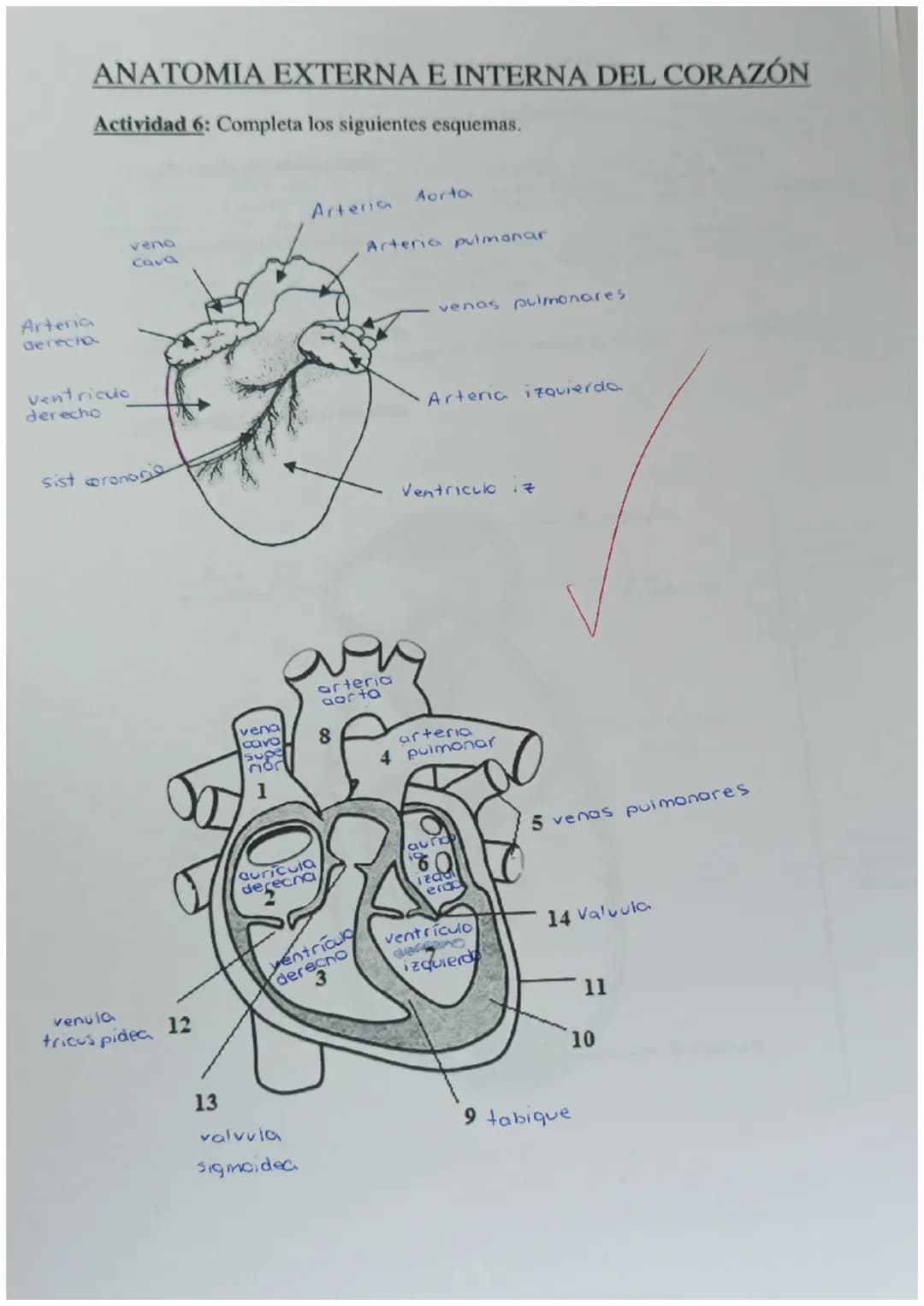 4
y
cnutricion 2
aparatos
C
с
e X
ARTEREA
ap.digest NUTR
ap resp 02
1
transporte
Nutrientes
gases
Hormonas
anticuerpos
sust desecho
C
SANGRE