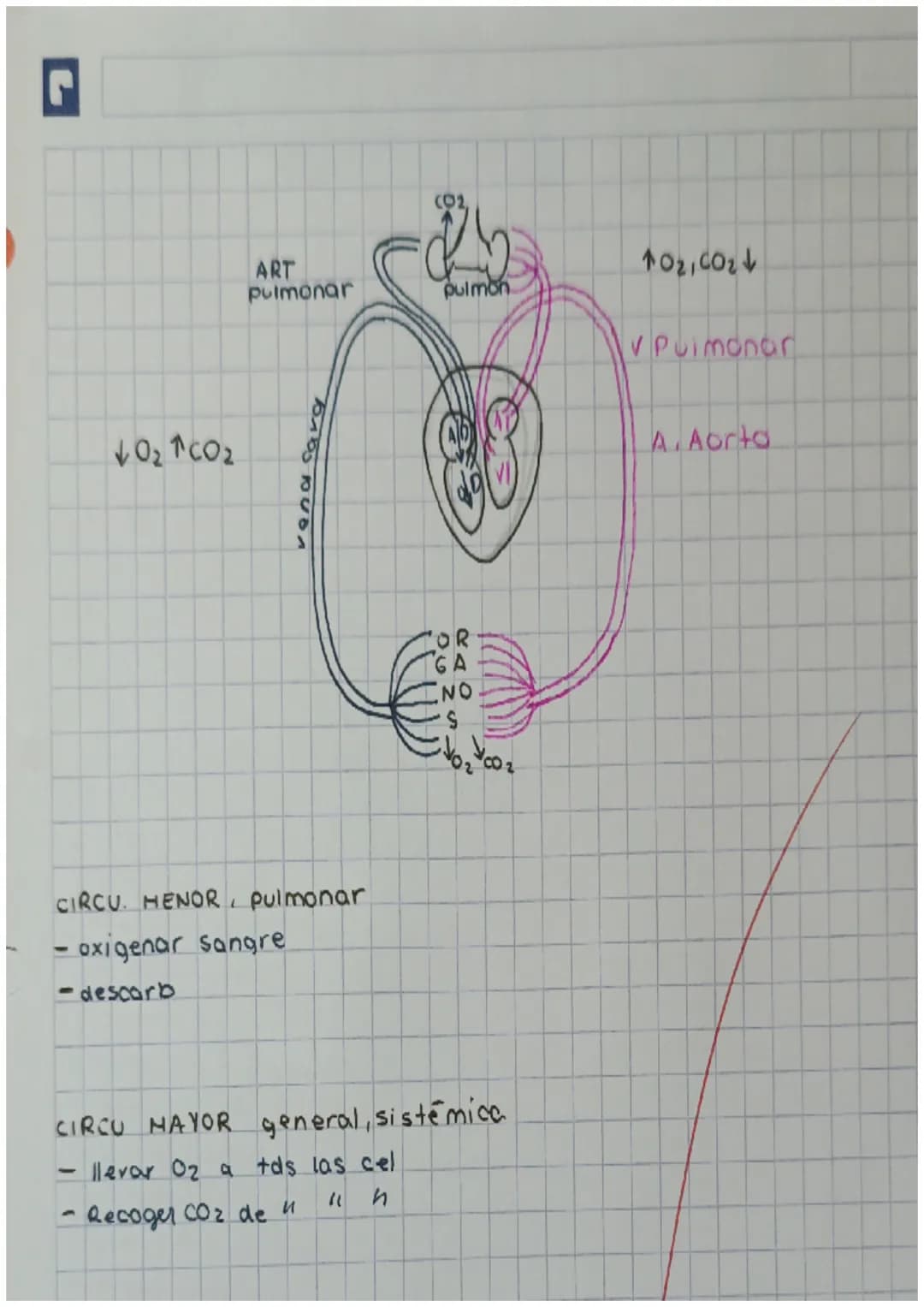 4
y
cnutricion 2
aparatos
C
с
e X
ARTEREA
ap.digest NUTR
ap resp 02
1
transporte
Nutrientes
gases
Hormonas
anticuerpos
sust desecho
C
SANGRE